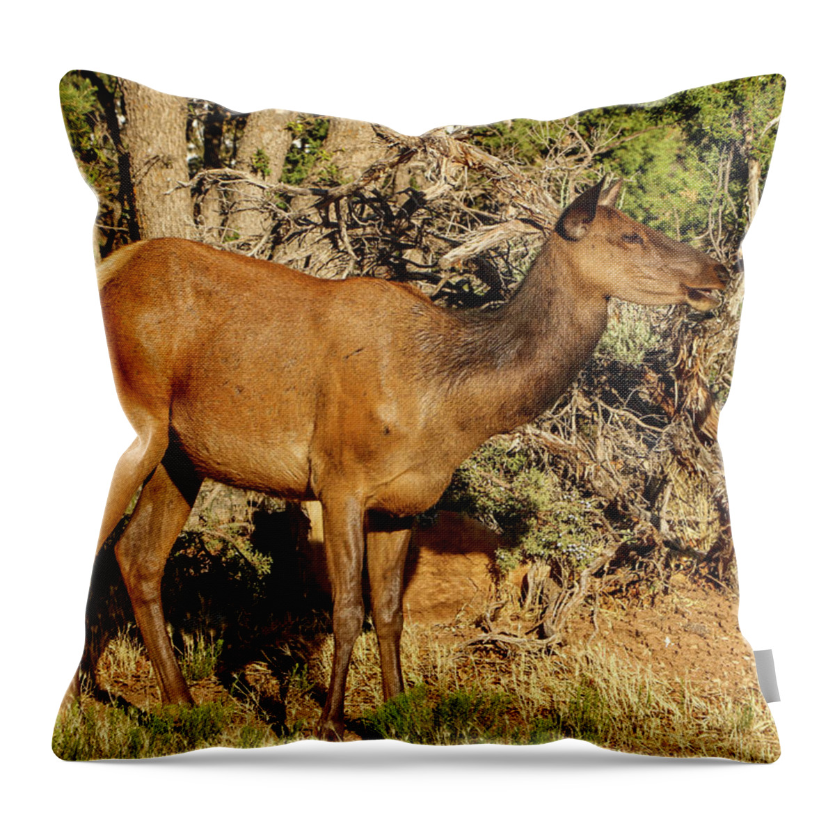 2020 Throw Pillow featuring the photograph Mama Elk calling to Calf by Dawn Richards