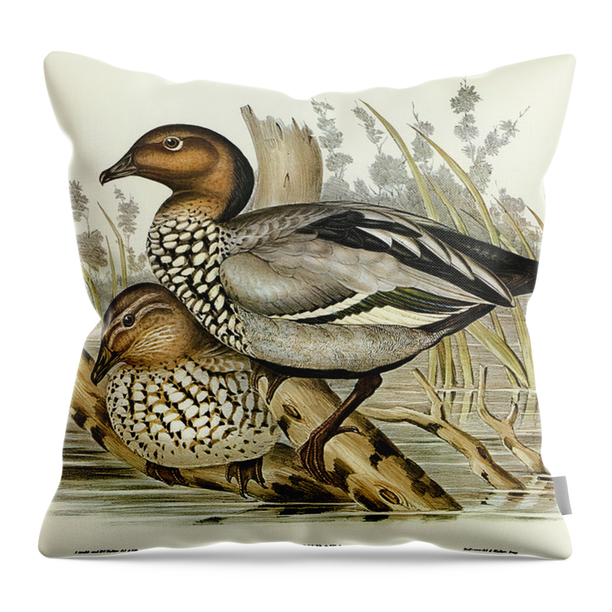 Maned Goose Throw Pillow featuring the drawing Maned Goose, Bernicla jubata by John Gould