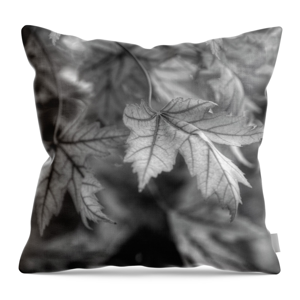 Maple Throw Pillow featuring the photograph Maple Leaf in Black and White by James C Richardson