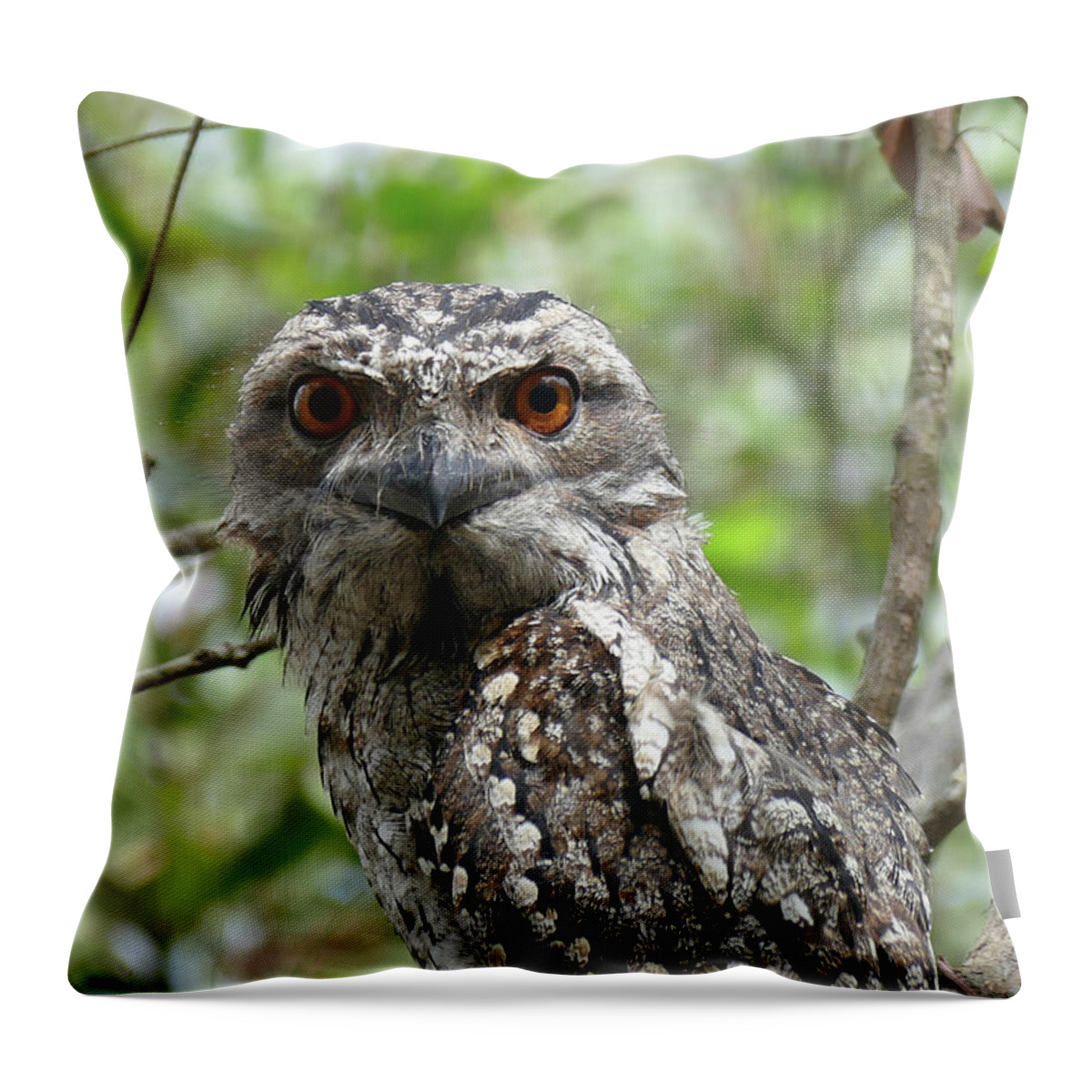 Animals Throw Pillow featuring the photograph Marbled Frogmouth Stare by Maryse Jansen