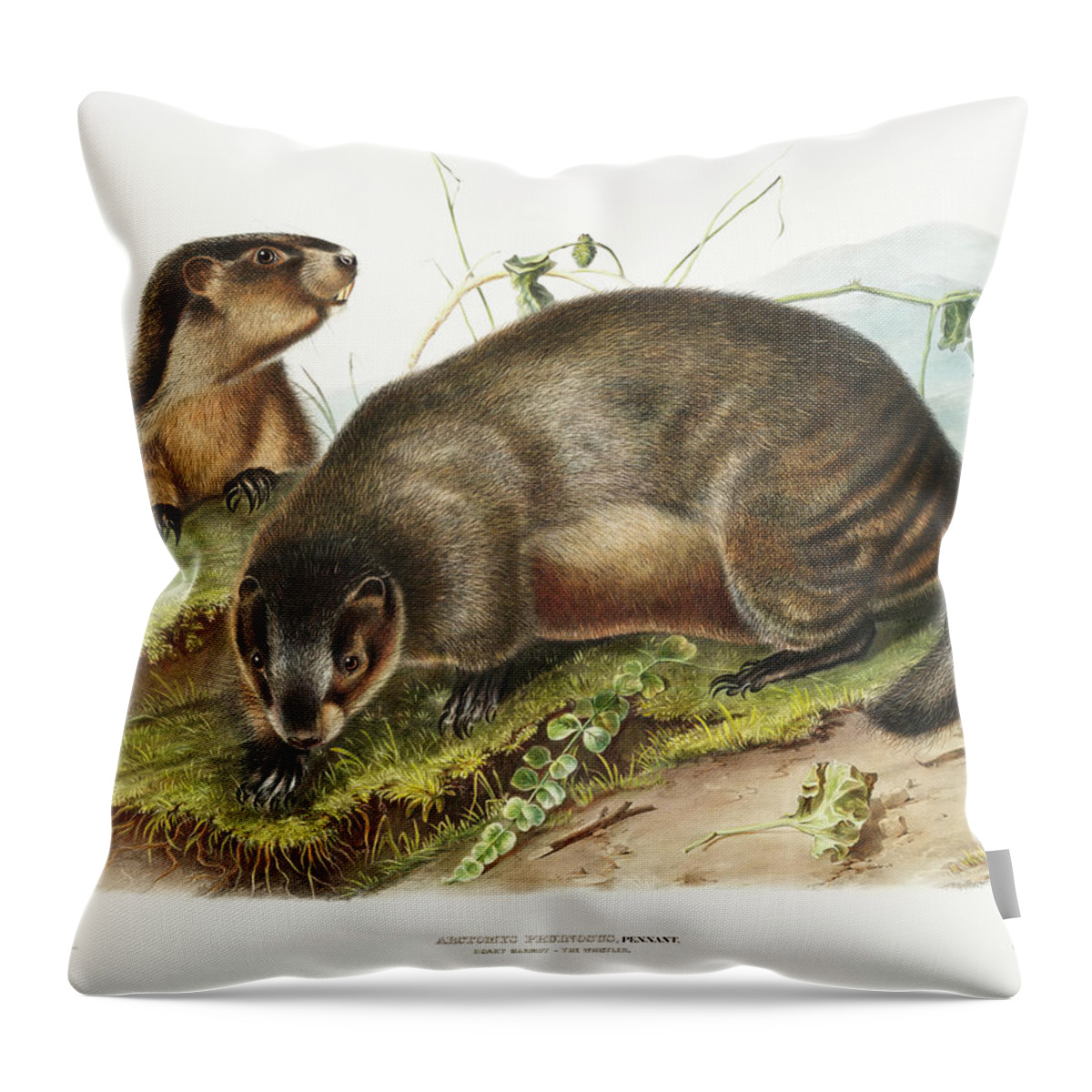 American Animals Throw Pillow featuring the mixed media Marmots. John Woodhouse Audubon Illustration by World Art Collective