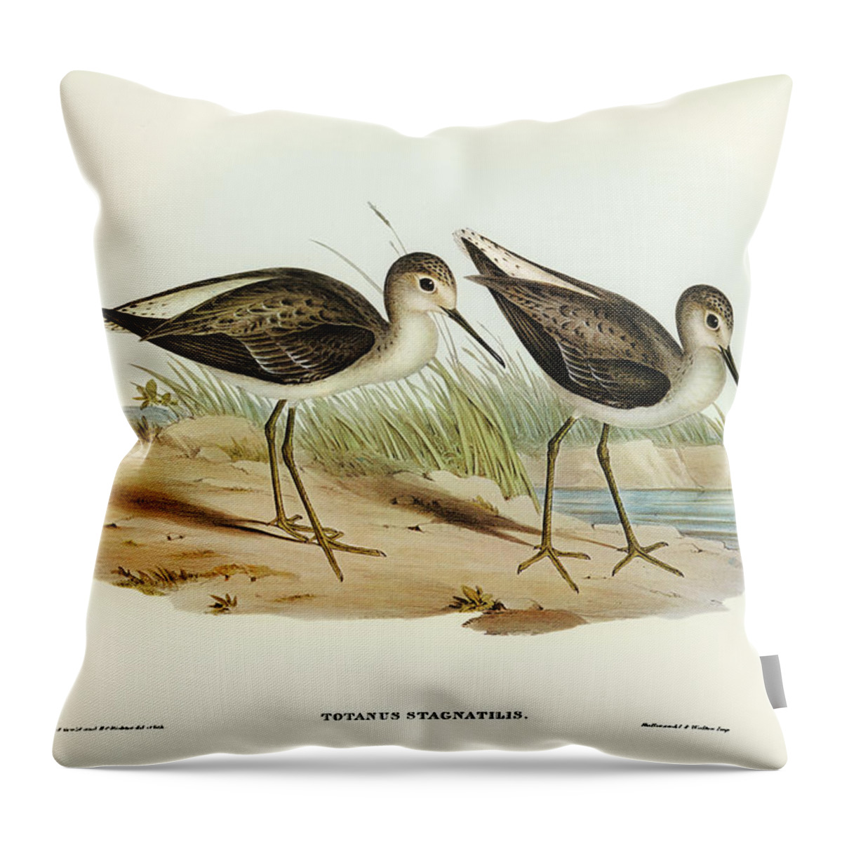 Marsh Sandpiper Throw Pillow featuring the drawing Marsh Sandpiper, Totanus stagnatilis by John Gould