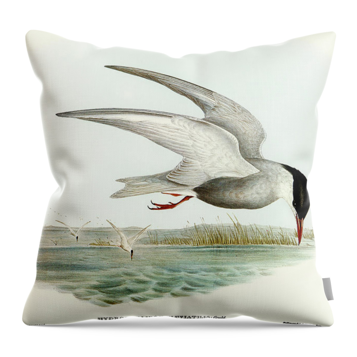 Marsh Tern Throw Pillow featuring the drawing Marsh Tern, Hydrochelidon fluviatilis by John Gould