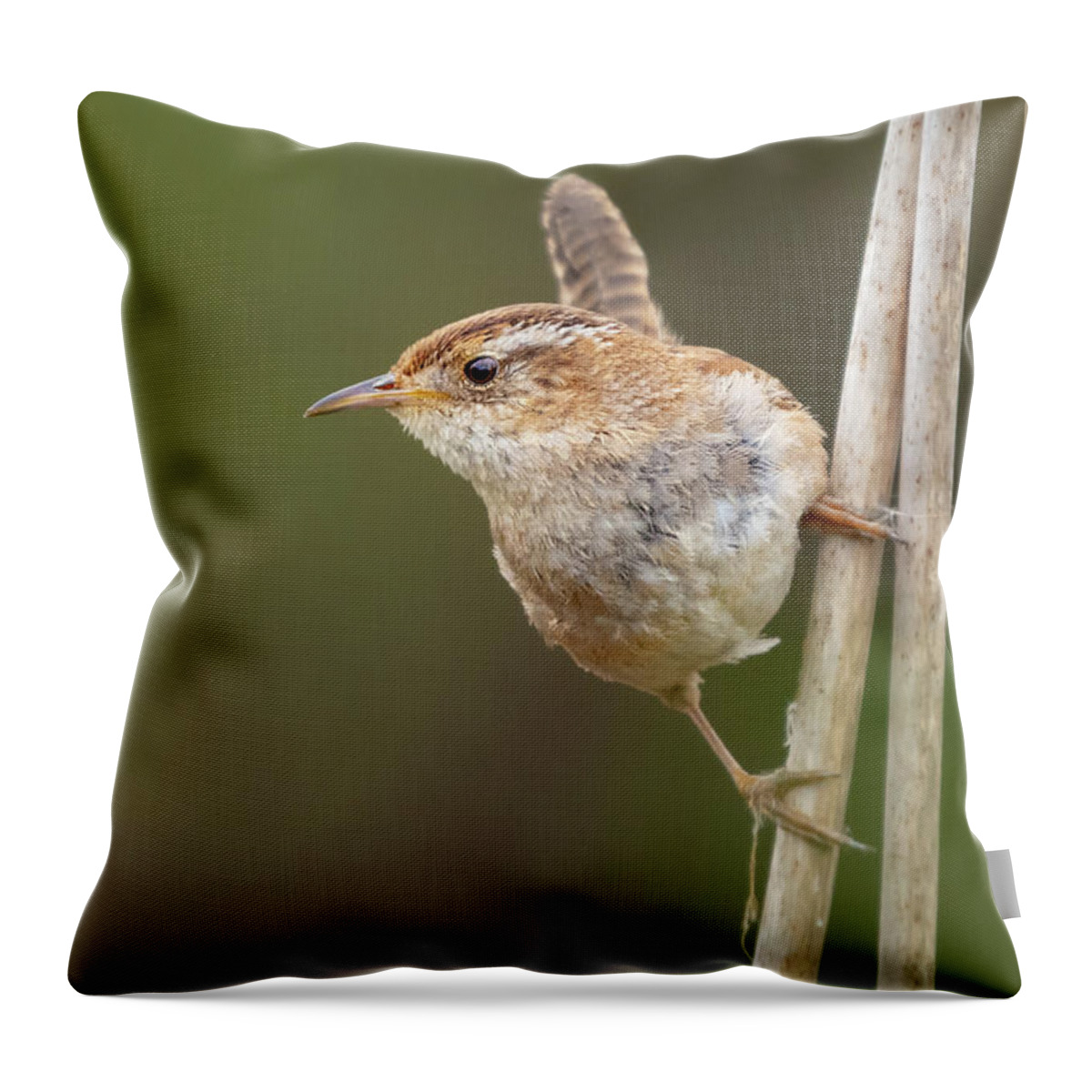 Cattail Throw Pillow featuring the photograph Marsh Wren Perches on Reeds #3 by Nancy Gleason