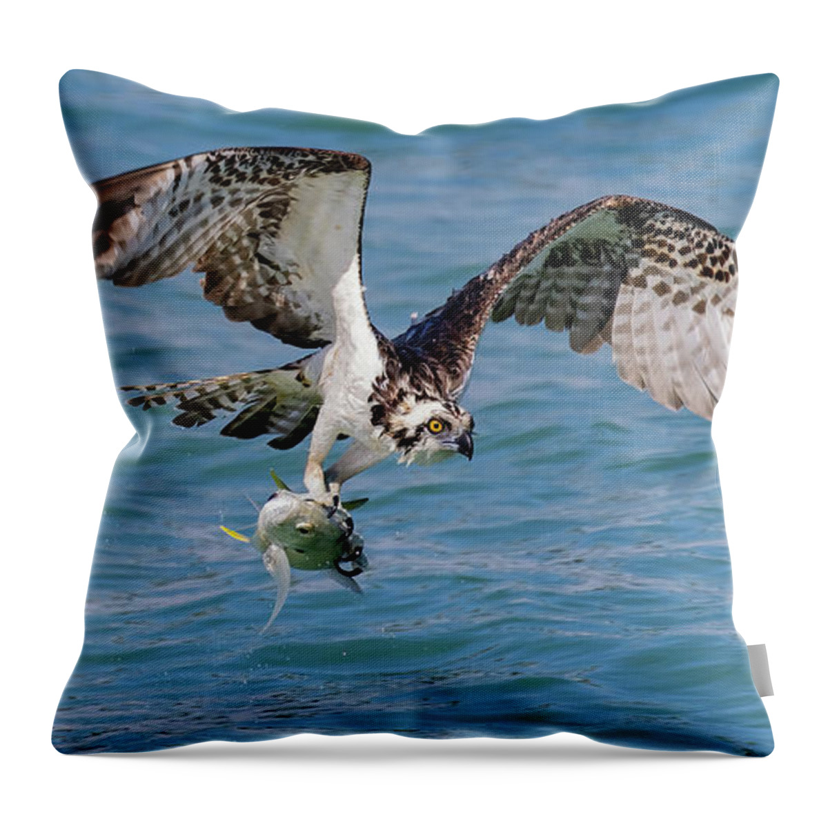 Osprey Throw Pillow featuring the photograph Catch of the Day by RD Allen