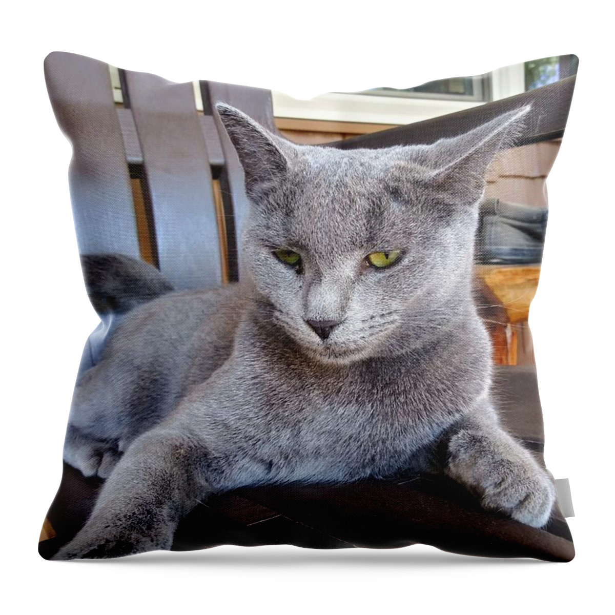 Pet Throw Pillow featuring the photograph Mean Mugging by Aaron Martens