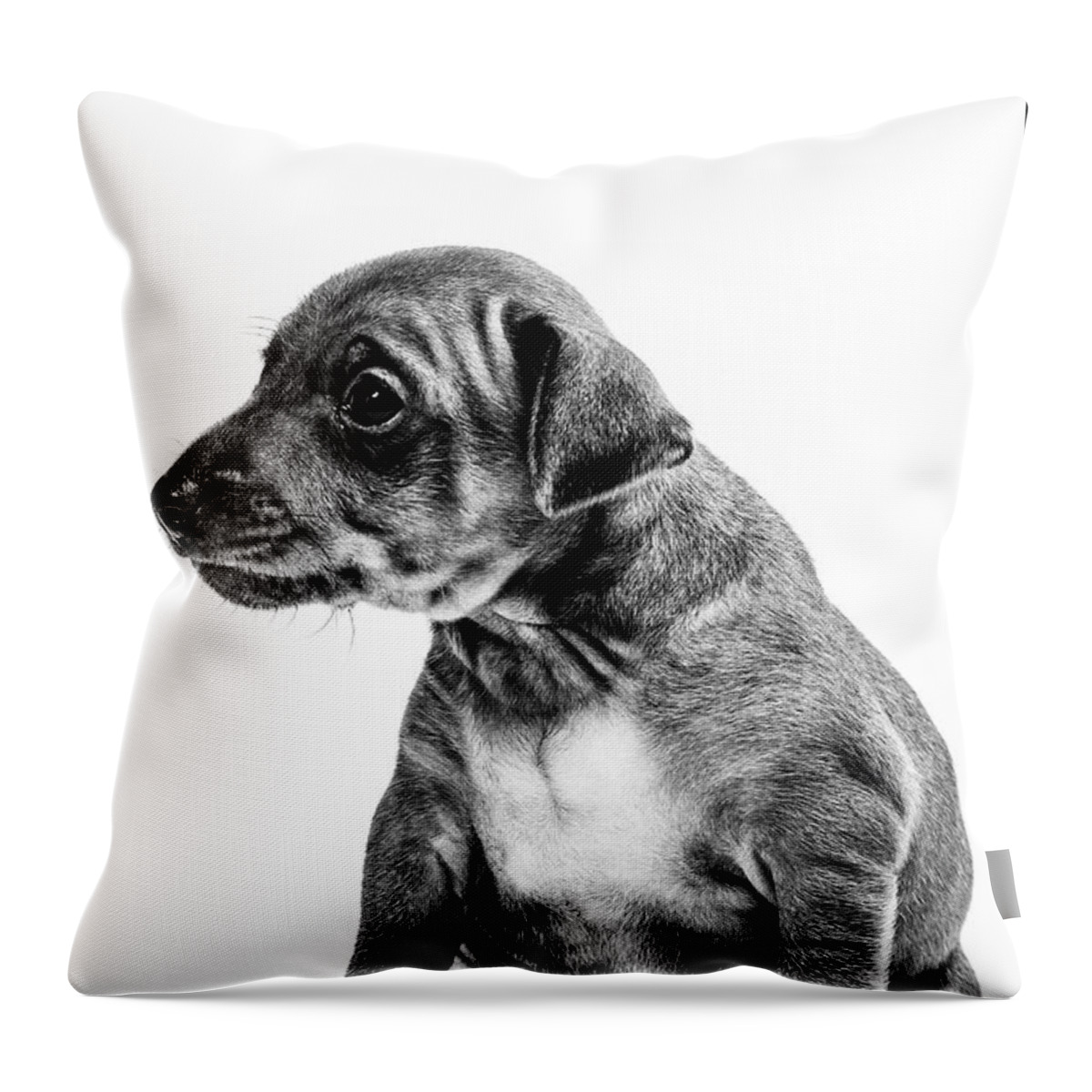 White Ground Throw Pillow featuring the photograph Miniatur Pinscher Puppy by Gunnar Orn Arnason