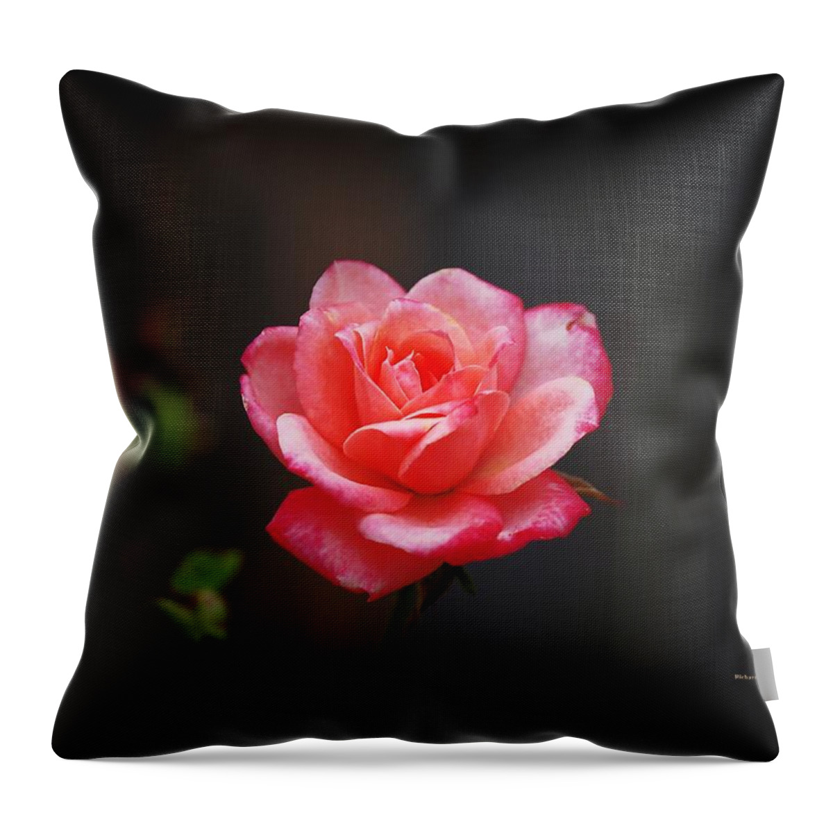 Botanical Throw Pillow featuring the photograph Miniature Pink Beauty by Richard Thomas