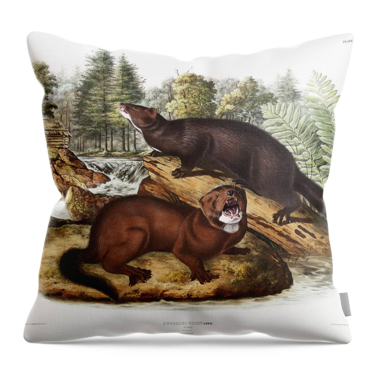 America Throw Pillow featuring the mixed media Minks. John Woodhouse Audubon Illustration by World Art Collective