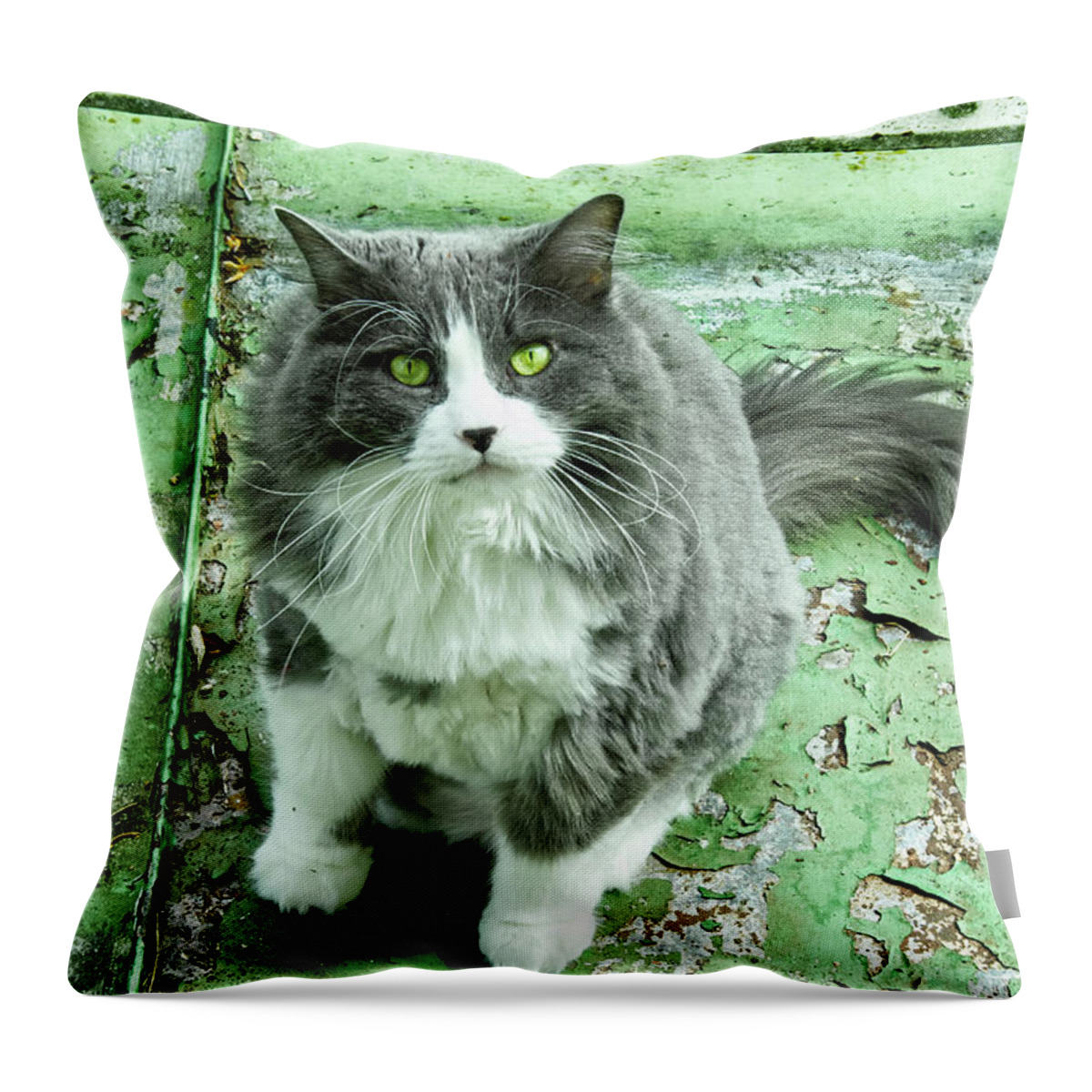 Cat Throw Pillow featuring the photograph Minou on the roof by Elaine Berger