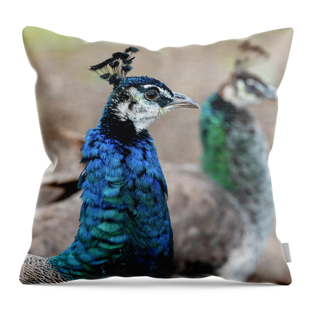 Bronx Zoo Throw Pillow featuring the photograph Mirror Peacocks by Kevin Suttlehan