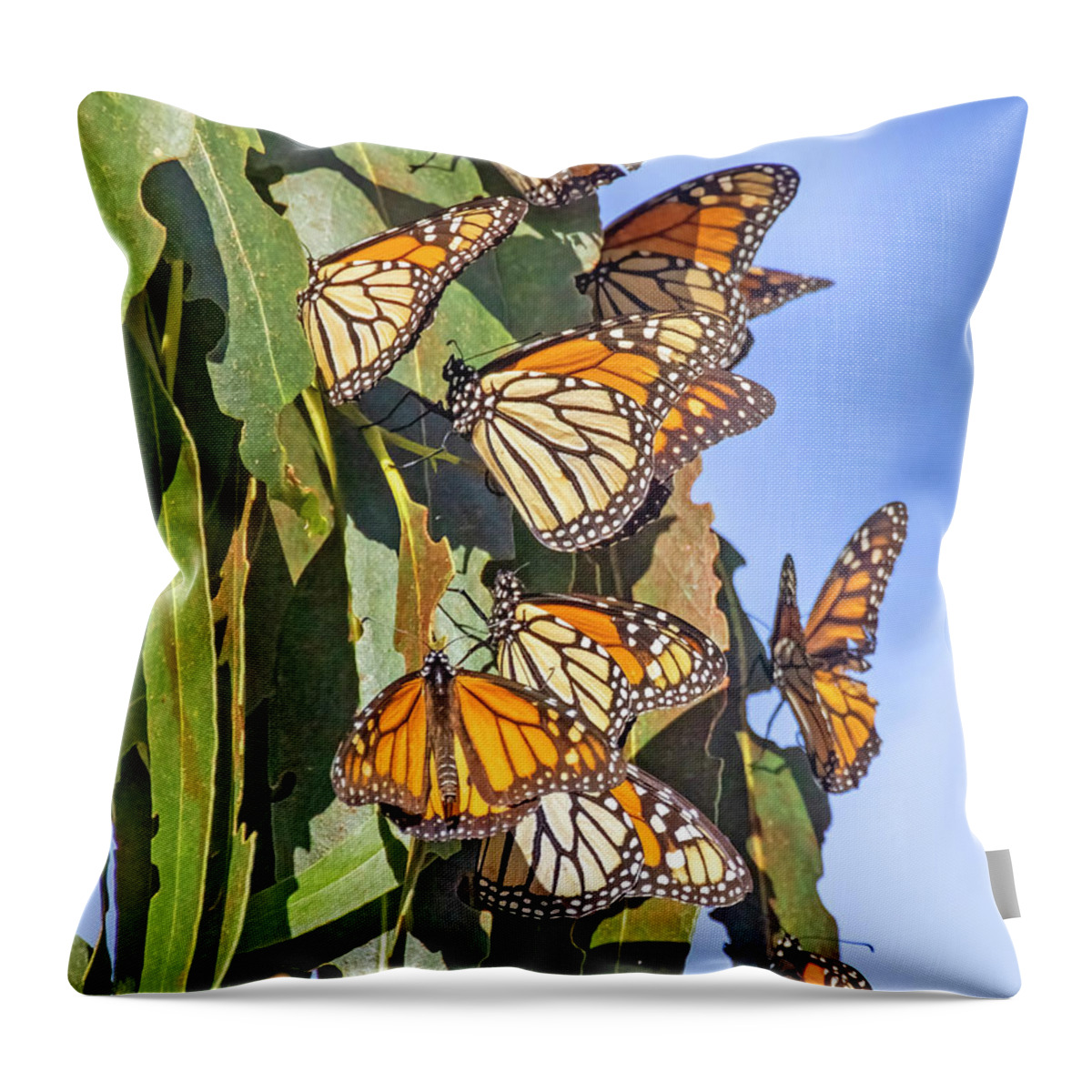 Sanra Cruz Throw Pillow featuring the photograph Monarch Butterflies #1 by Carla Brennan
