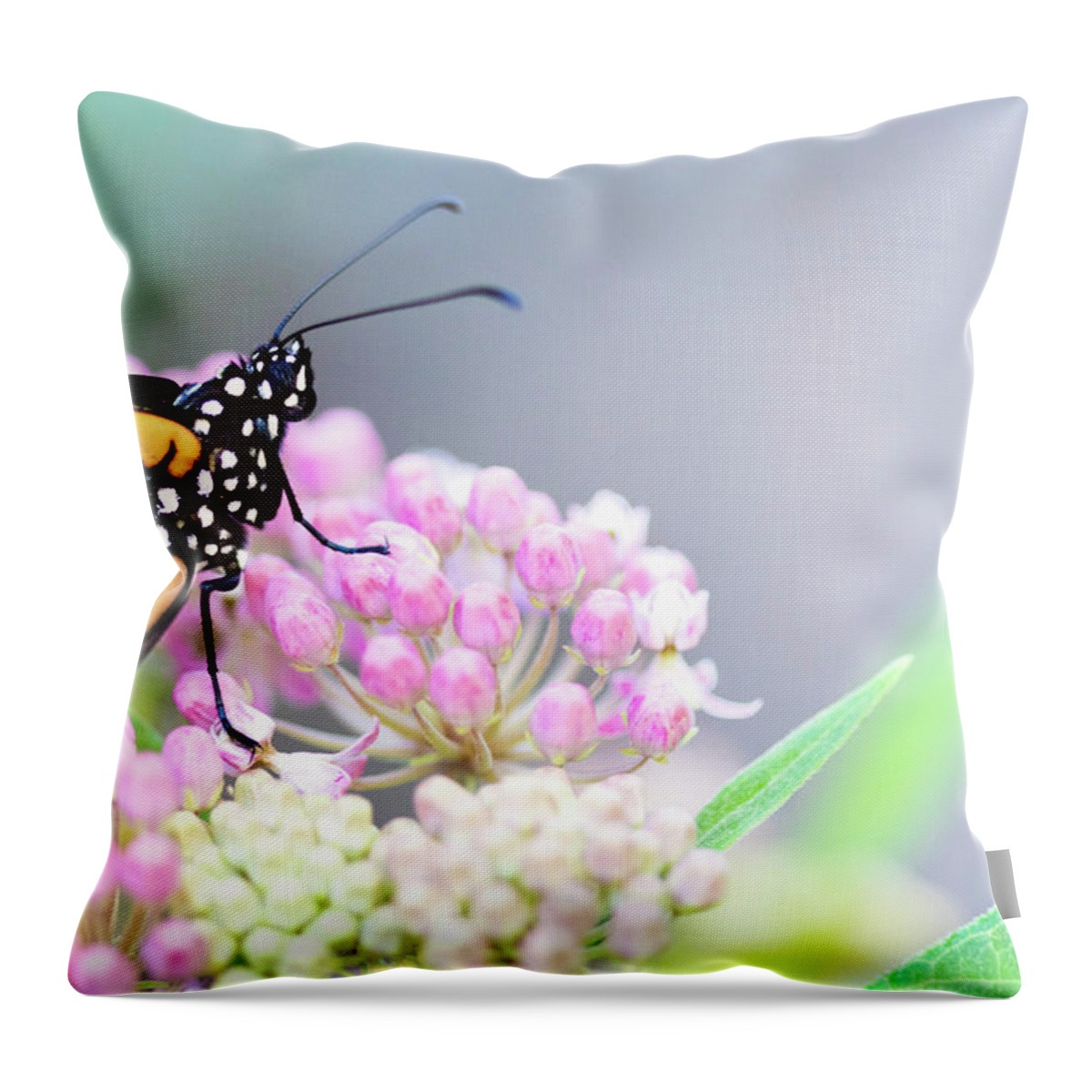 Monarch On Milkweed Throw Pillow featuring the photograph Monarch on Milkweed by Patty Colabuono
