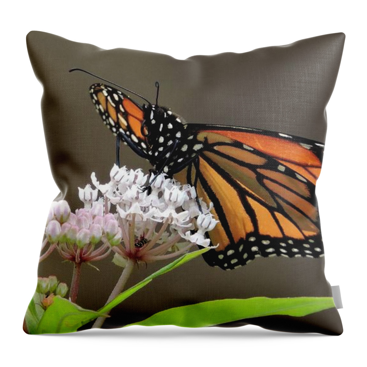 Monarch Throw Pillow featuring the photograph Monarch on Native Milkweed by Nancy Denmark