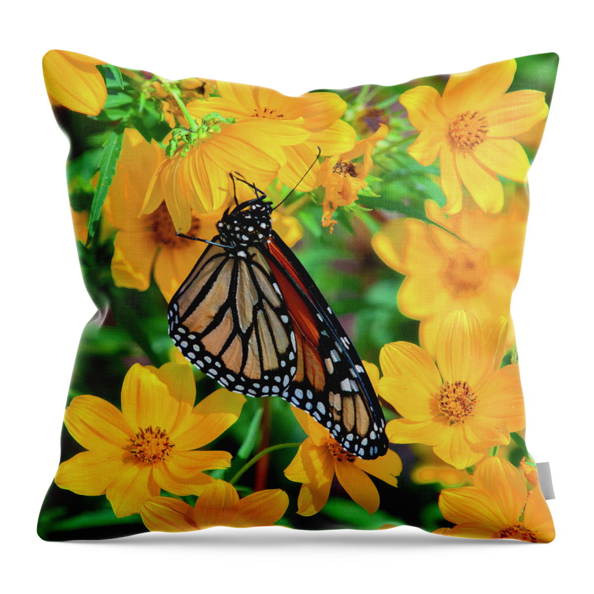 Nature Throw Pillow featuring the photograph Monarch on Tickseed Sunflower DIN0353 by Gerry Gantt