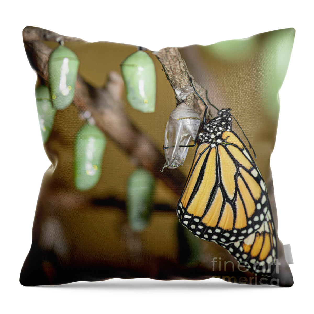 Monarch Throw Pillow featuring the photograph Monarch Rebirth by Amfmgirl Photography