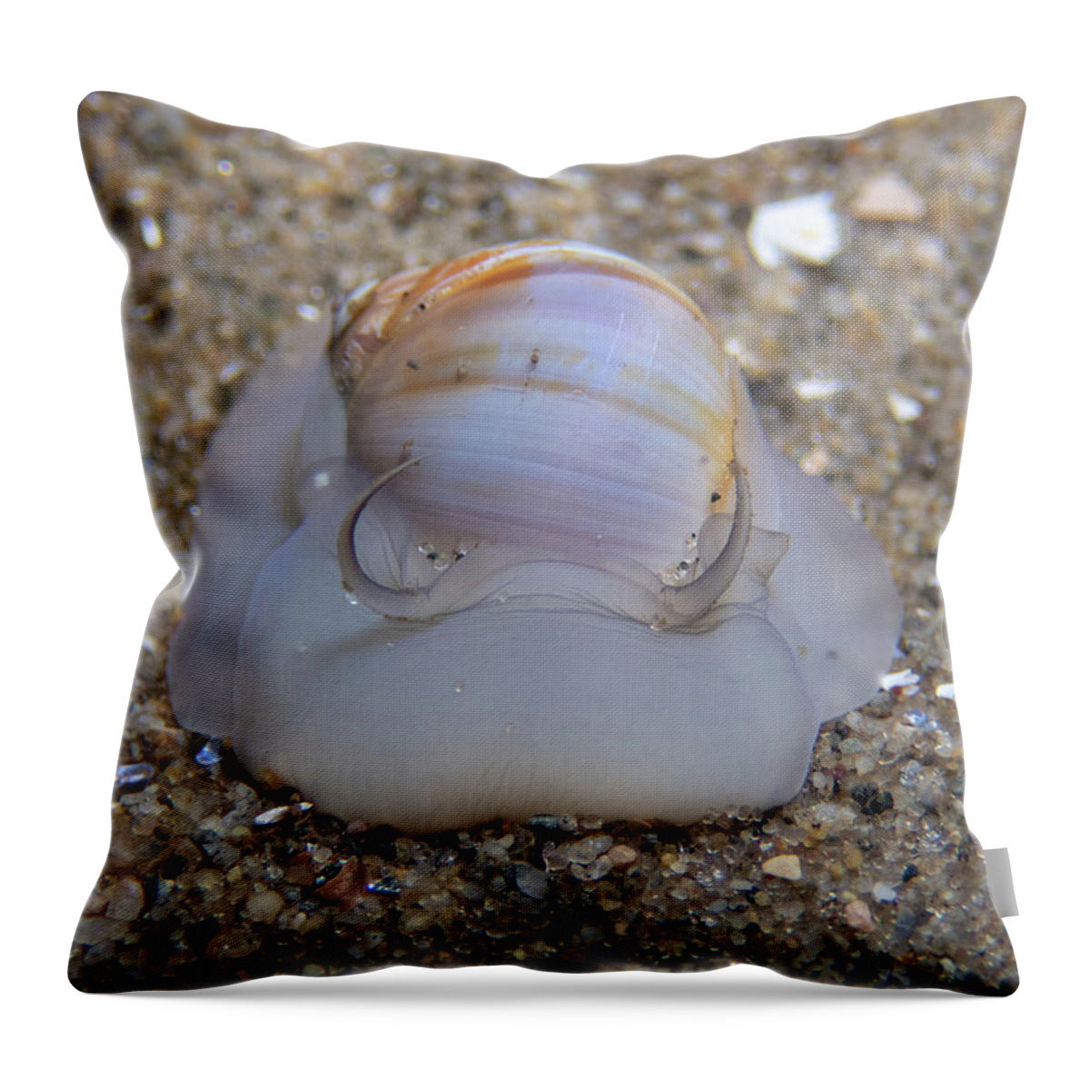 Snail Throw Pillow featuring the photograph Moon snail by Brian Weber