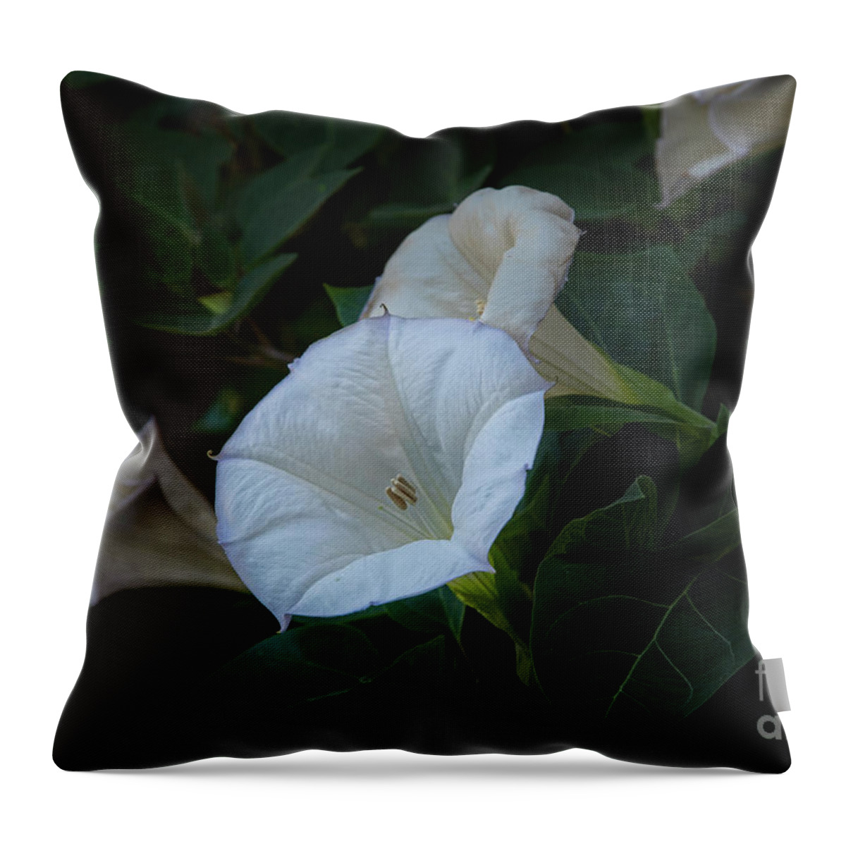 Botanic Gardens Throw Pillow featuring the photograph Moonlight Flower by Marilyn Cornwell