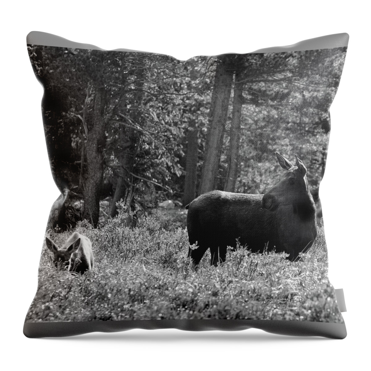 Photography Throw Pillow featuring the photograph Moose - Keeping Watch, Northern Colorado by Richard Porter