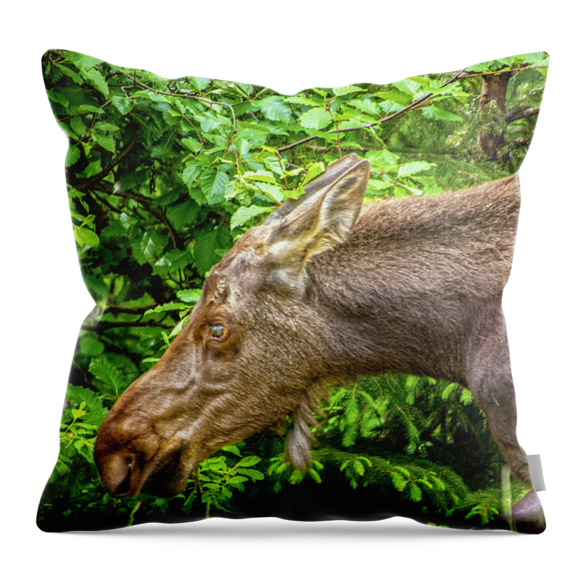Close Up Throw Pillow featuring the photograph Moose by Susan Vineyard