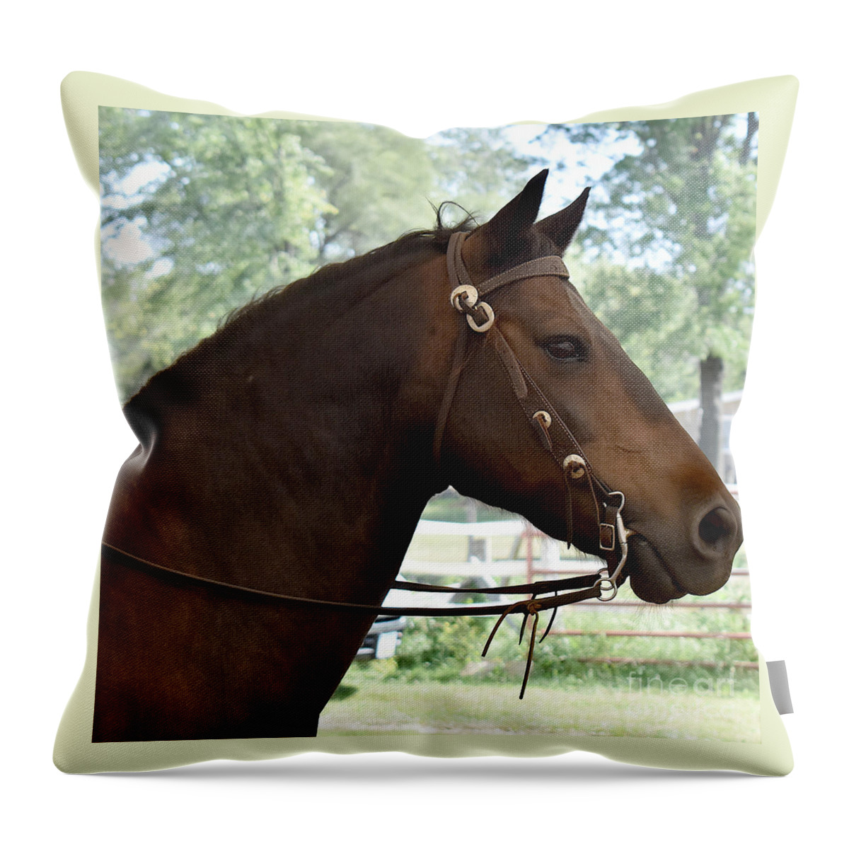Horse Throw Pillow featuring the photograph Morgan Horse Portrait by Linda Brittain