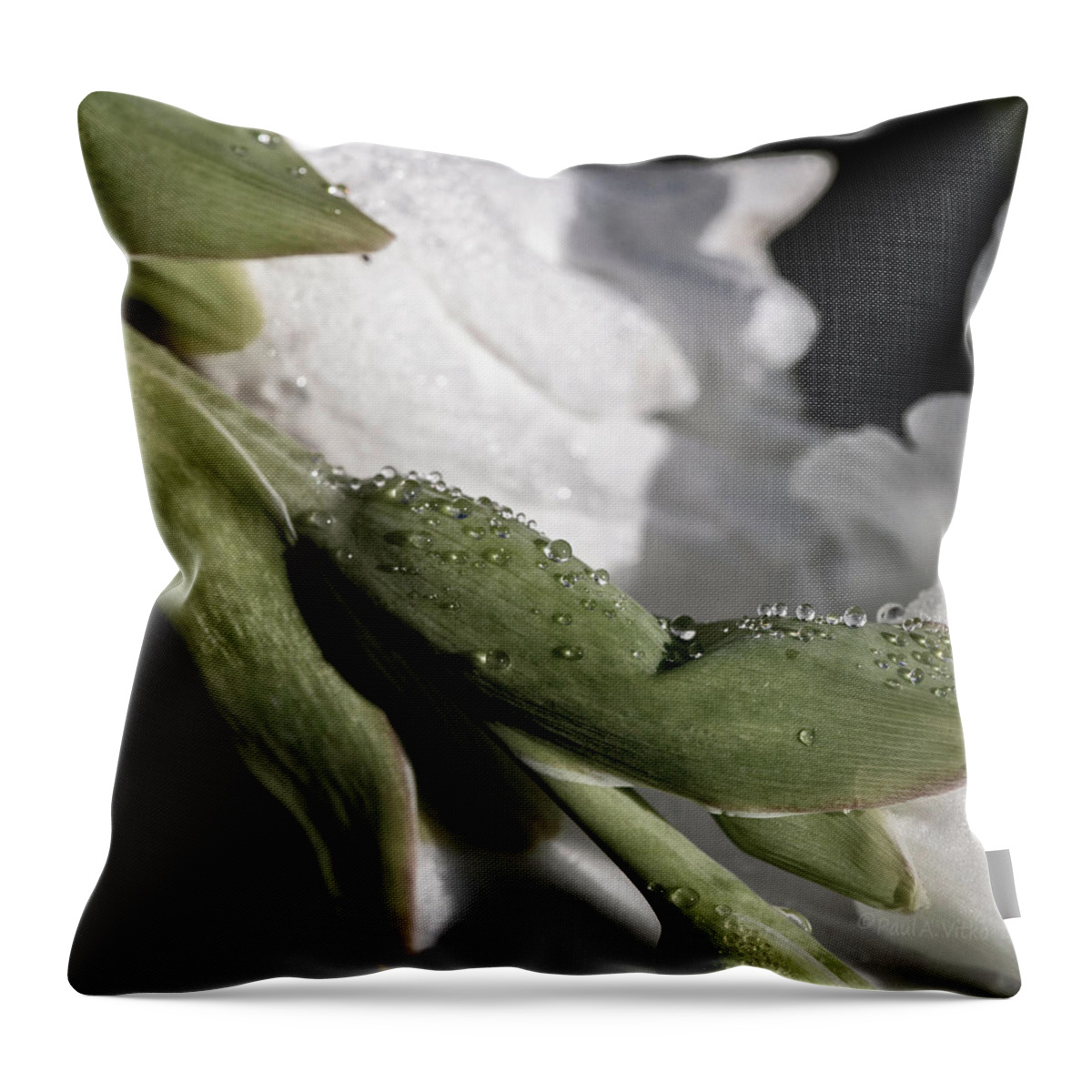 Flower Throw Pillow featuring the photograph Morning Dew Drops by Paul Vitko