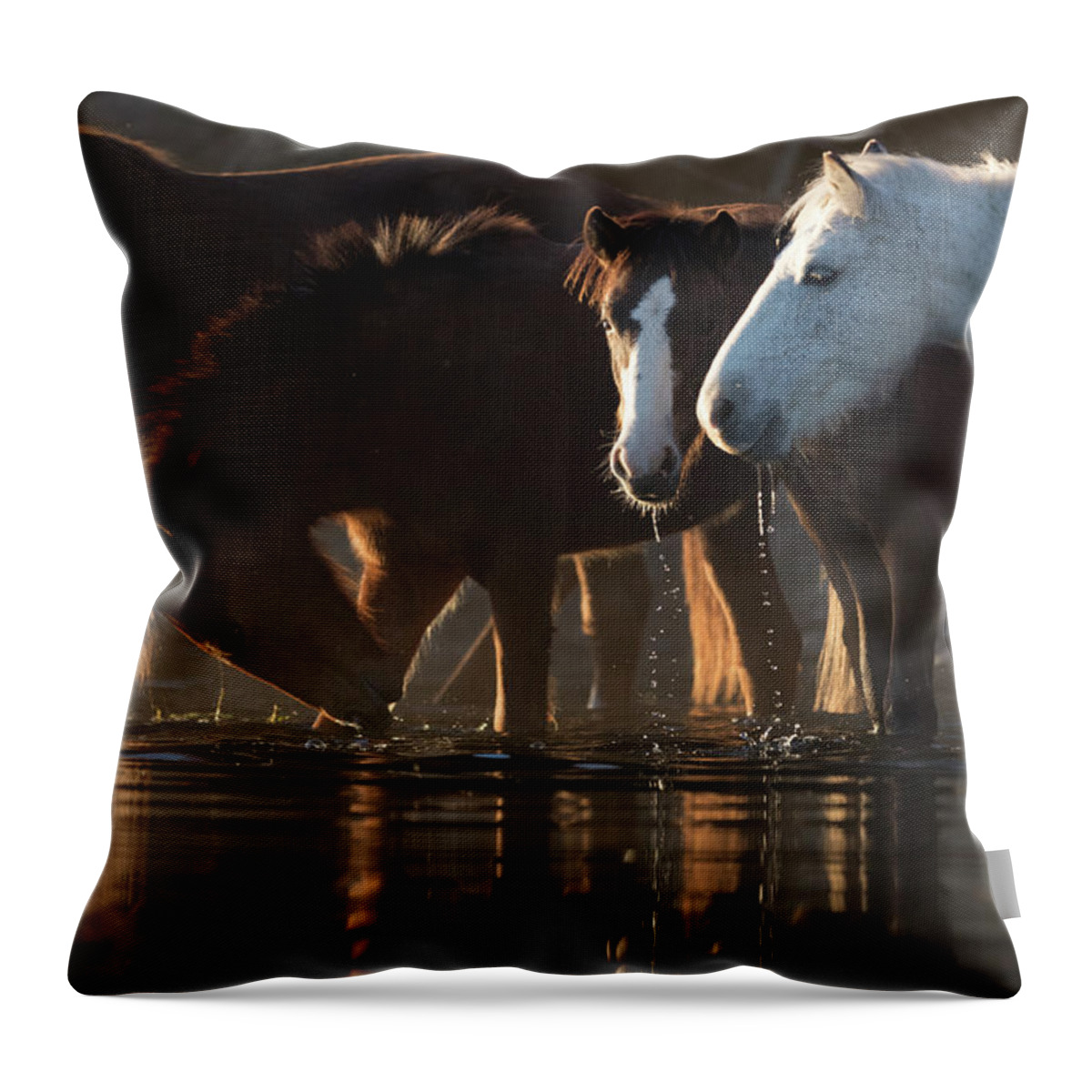 Salt River Wild Horses Throw Pillow featuring the photograph Morning Drink by Shannon Hastings