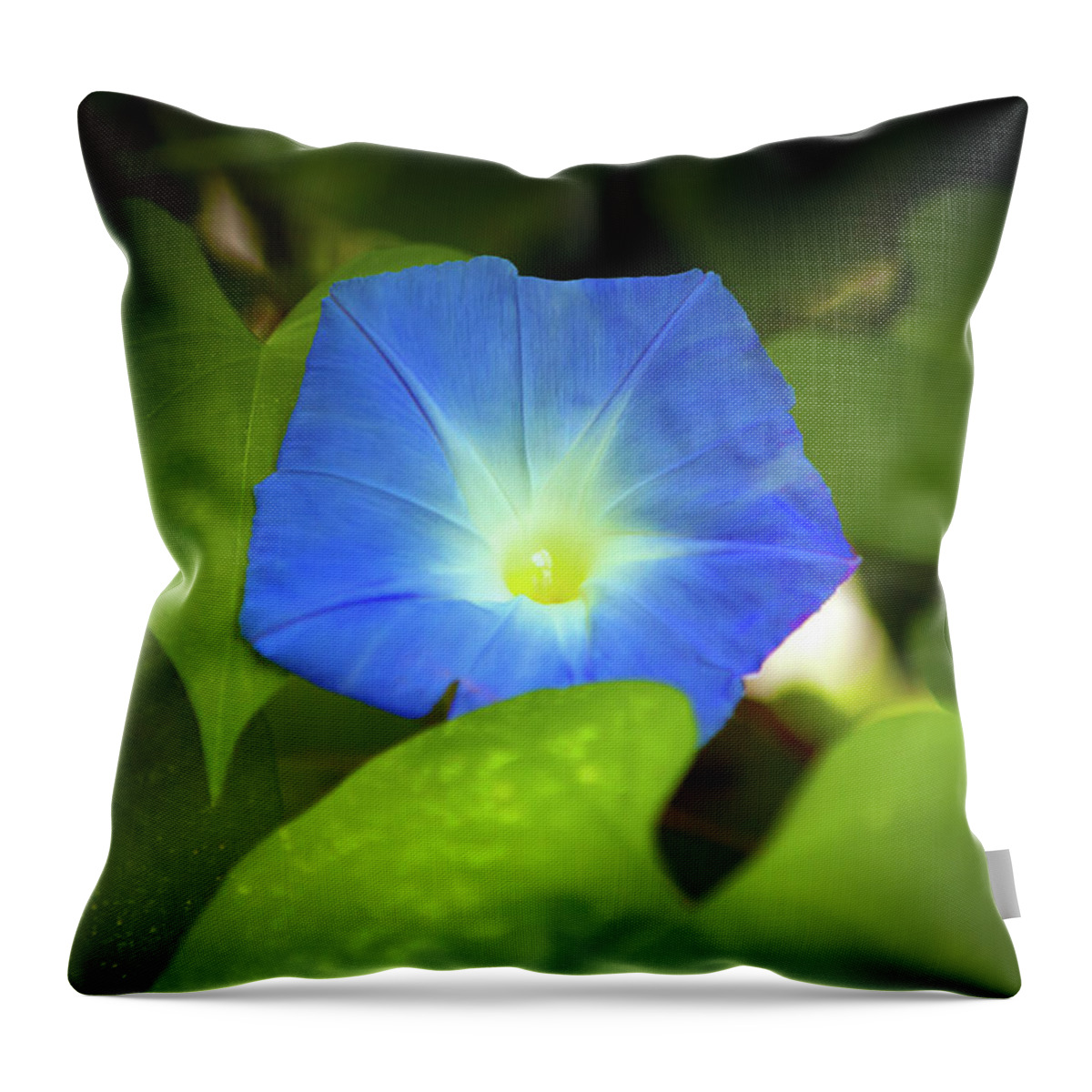 Morning Glory Throw Pillow featuring the photograph Morning Glory_4757 by Rocco Leone