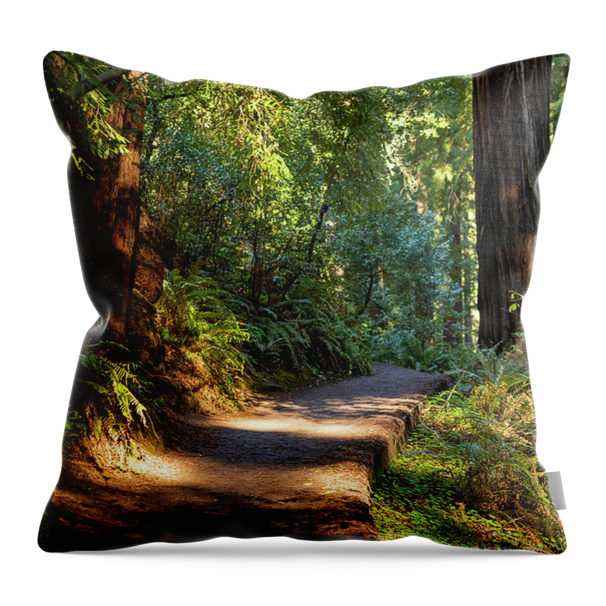 Path Throw Pillow featuring the photograph Morning Light on a Muir Woods Path by Bonnie Follett