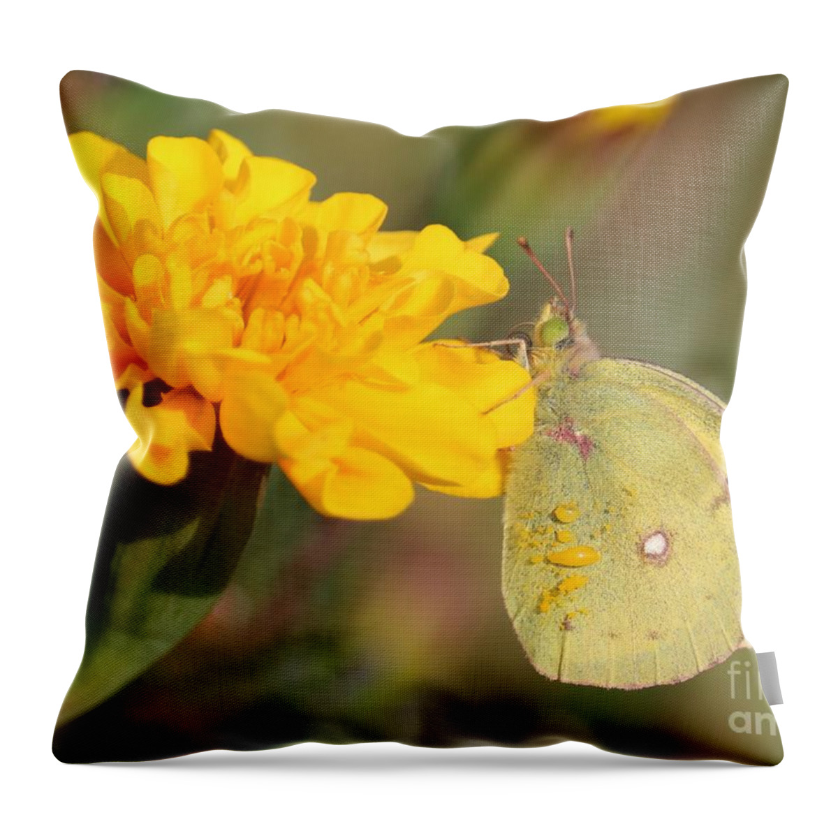Marigold Throw Pillow featuring the photograph Moth on Marigold by Carol Groenen