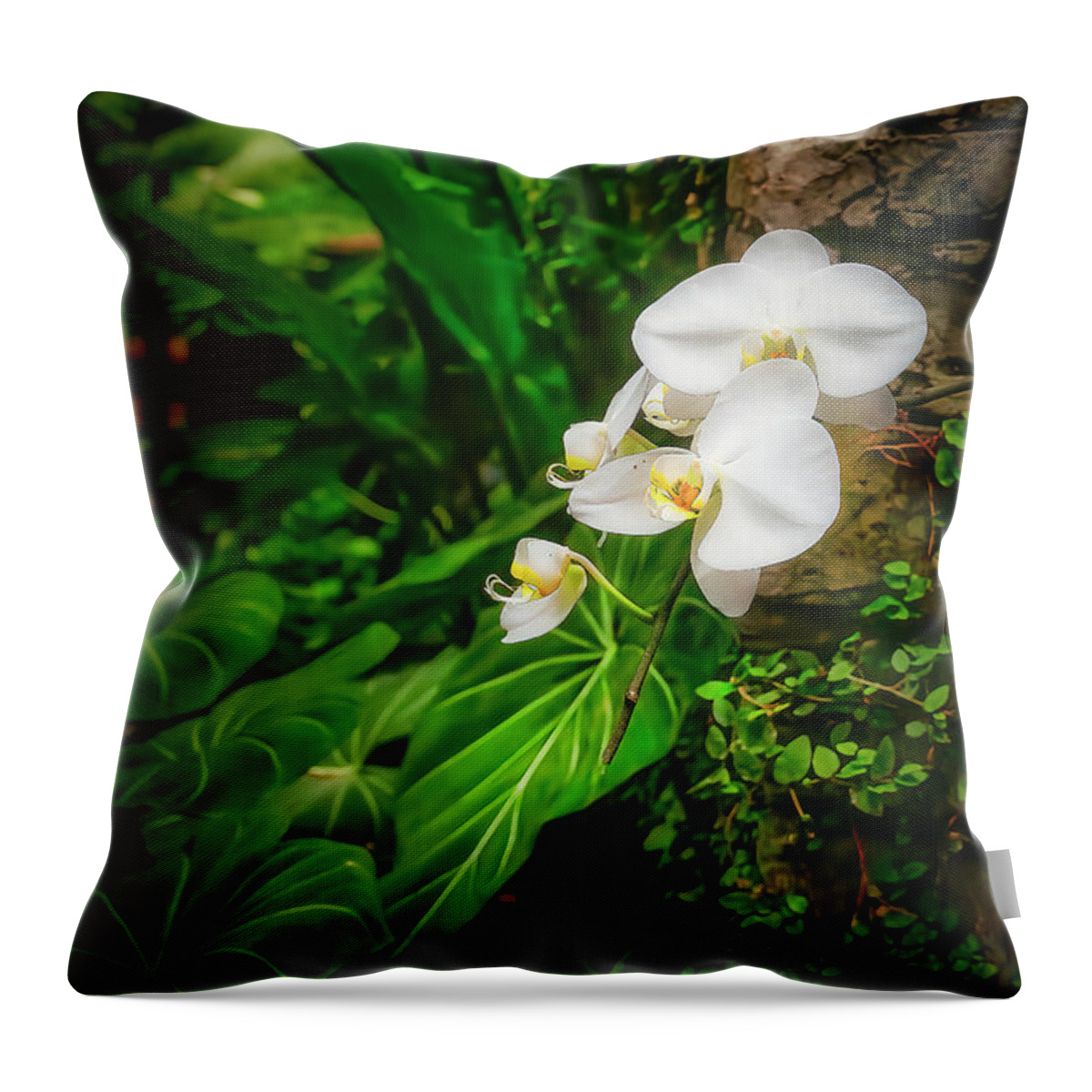 Orchid Throw Pillow featuring the photograph Moth Orchid by Shelia Hunt