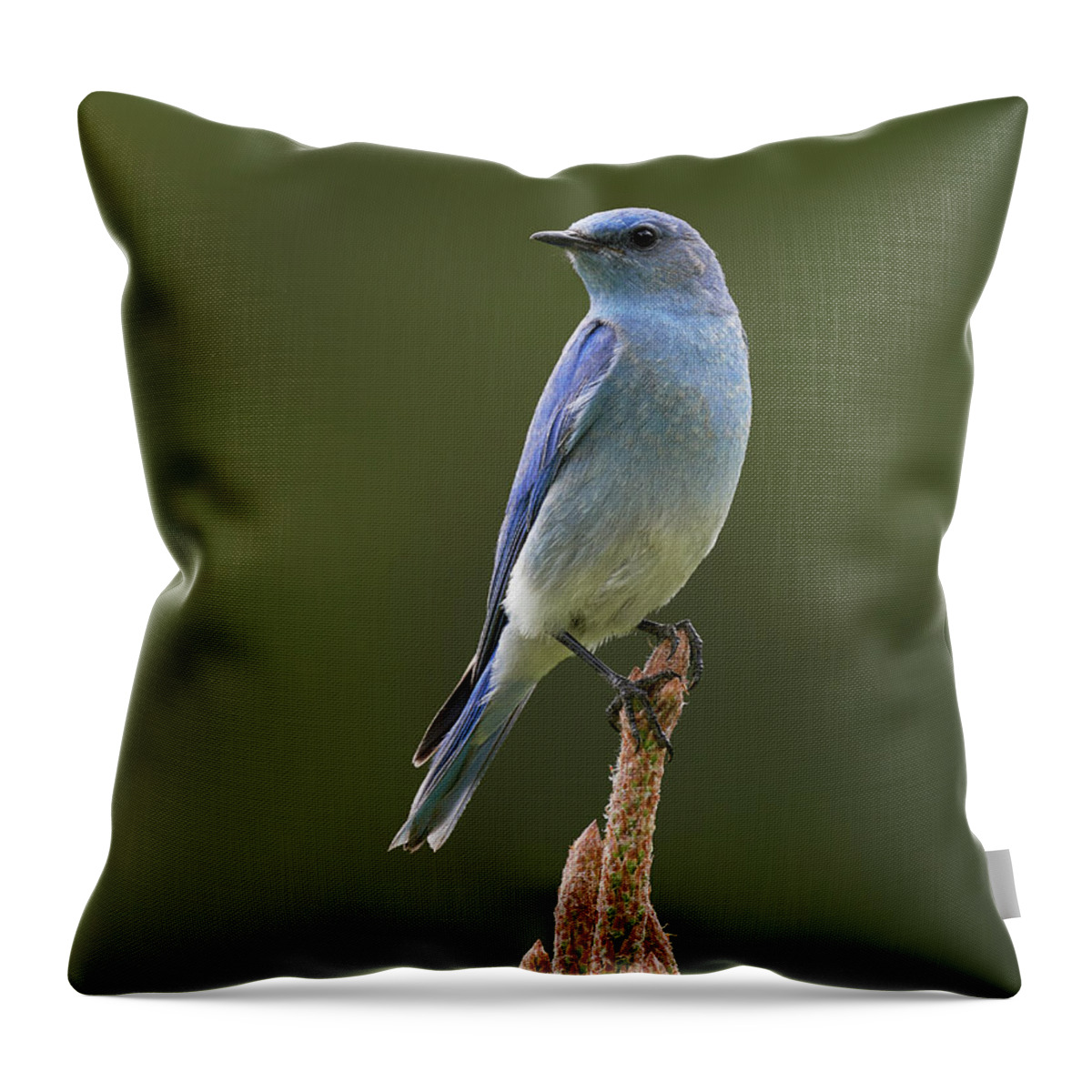 Birds Throw Pillow featuring the photograph Mountain Bluebird, Sierra County California by Doug Herr