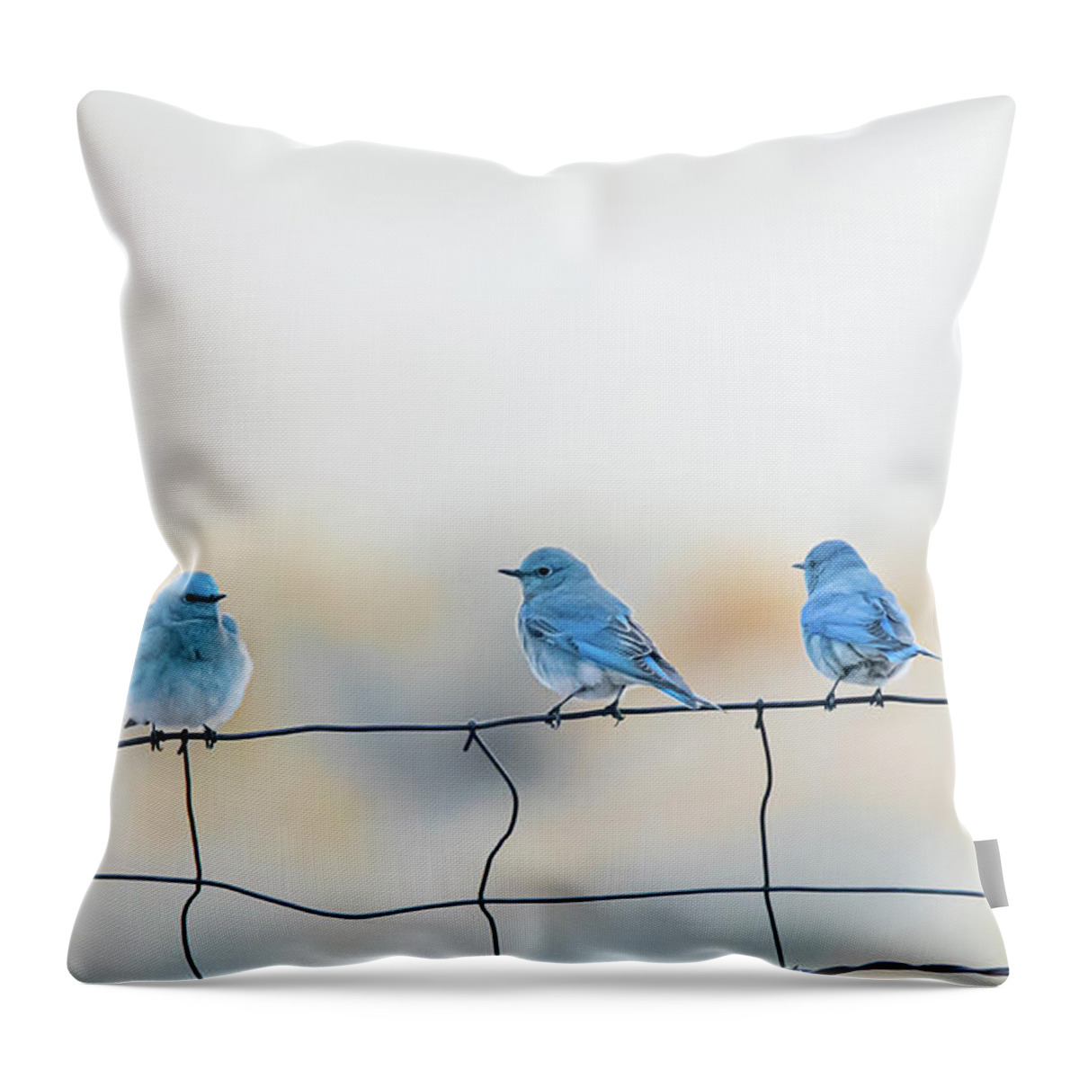 Mountain Bluebird Throw Pillow featuring the photograph Mountain Bluebirds 5 by Rick Mosher