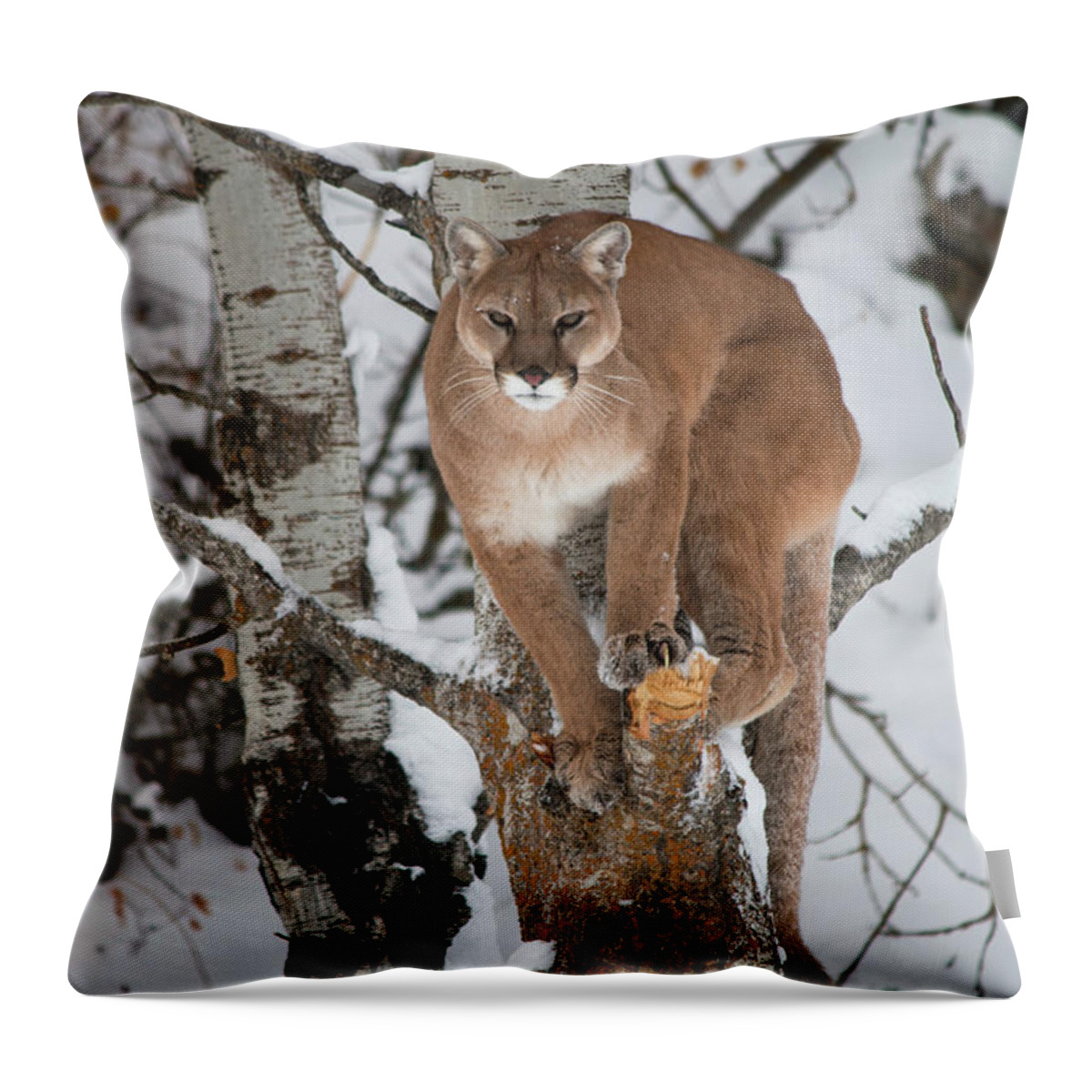 Animal Throw Pillow featuring the photograph Mountain Lion in a Tree by Teresa Wilson