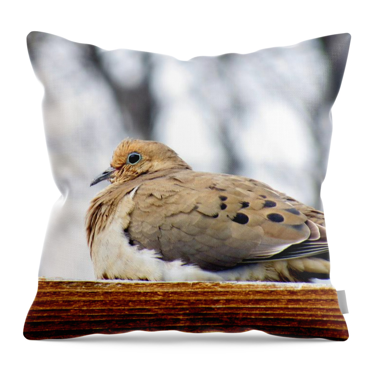 Mourning Dove Throw Pillow featuring the photograph Mourning Dove Perched by Amy Hosp