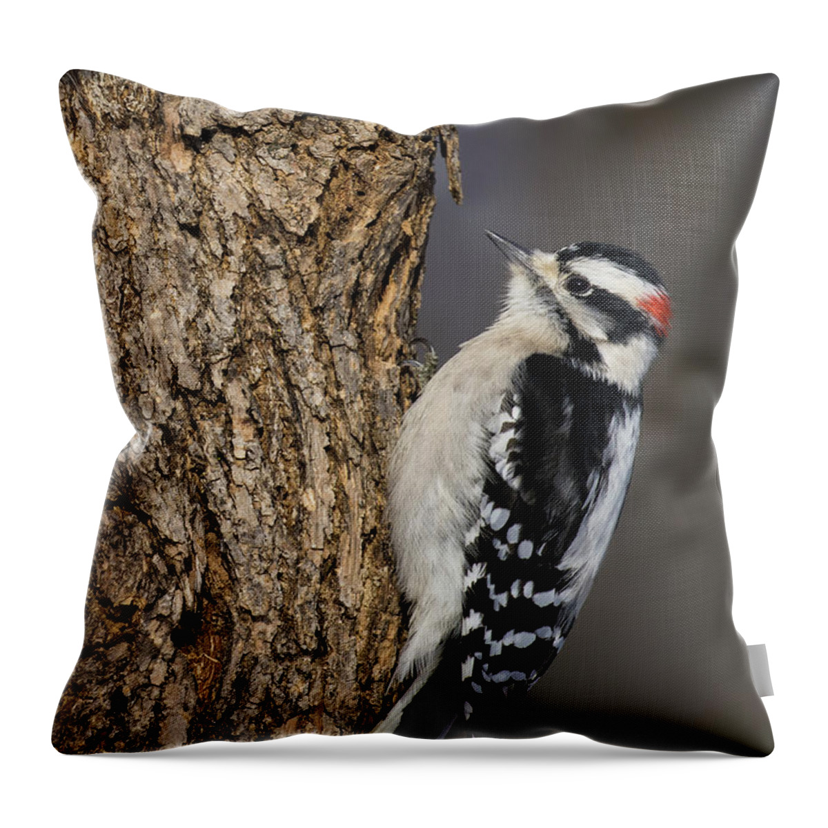 Male Throw Pillow featuring the photograph Mr Downy Woodpecker by Mircea Costina Photography