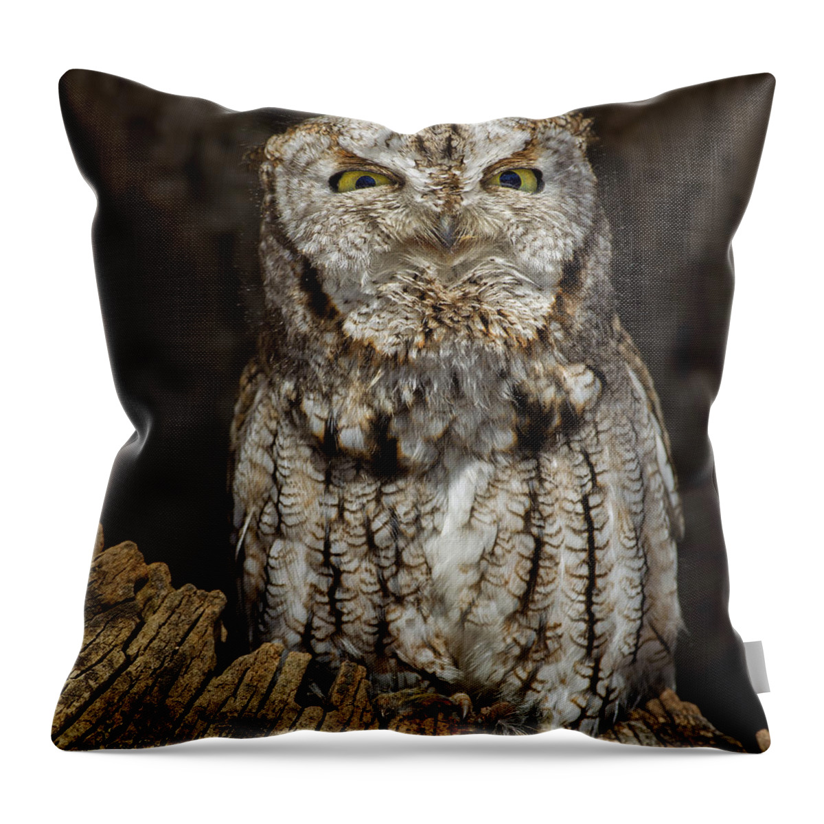 Eastern Screech Owl Throw Pillow featuring the photograph Mr Grinch by Timothy McIntyre