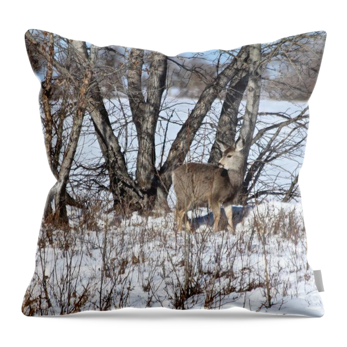 Mule Deer Throw Pillow featuring the photograph Mule Deer by Ann E Robson