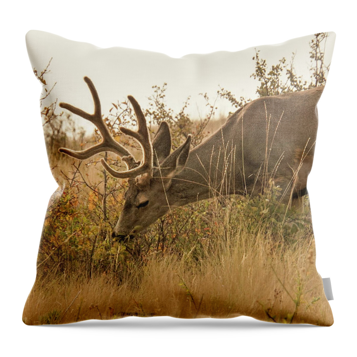 Montana Throw Pillow featuring the photograph Mule Deer Grazing Shrubs by Nancy Gleason