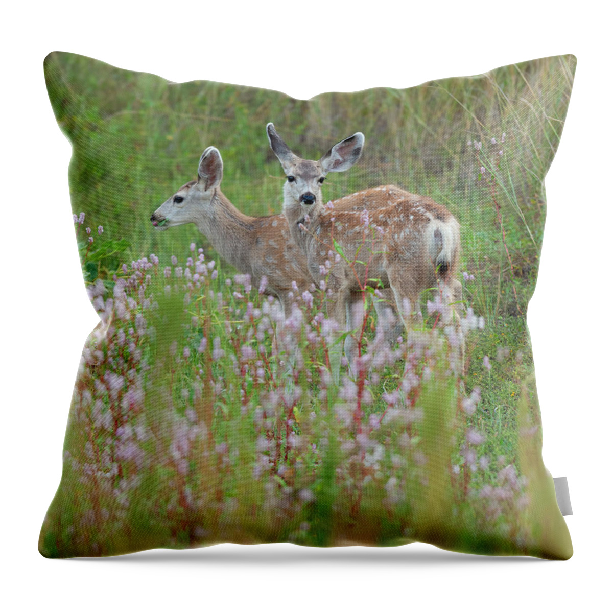 Mule Throw Pillow featuring the photograph Mule Deer Twins by Gary Langley