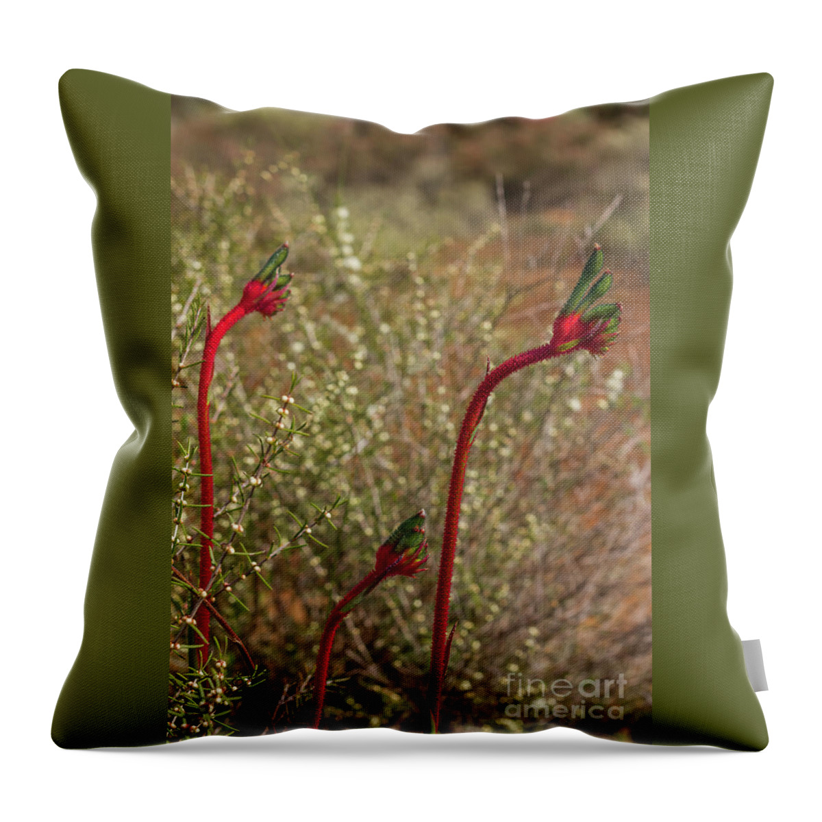 Kangaroo Paw Throw Pillow featuring the photograph Mum, Dad and Baby Paws by Elaine Teague
