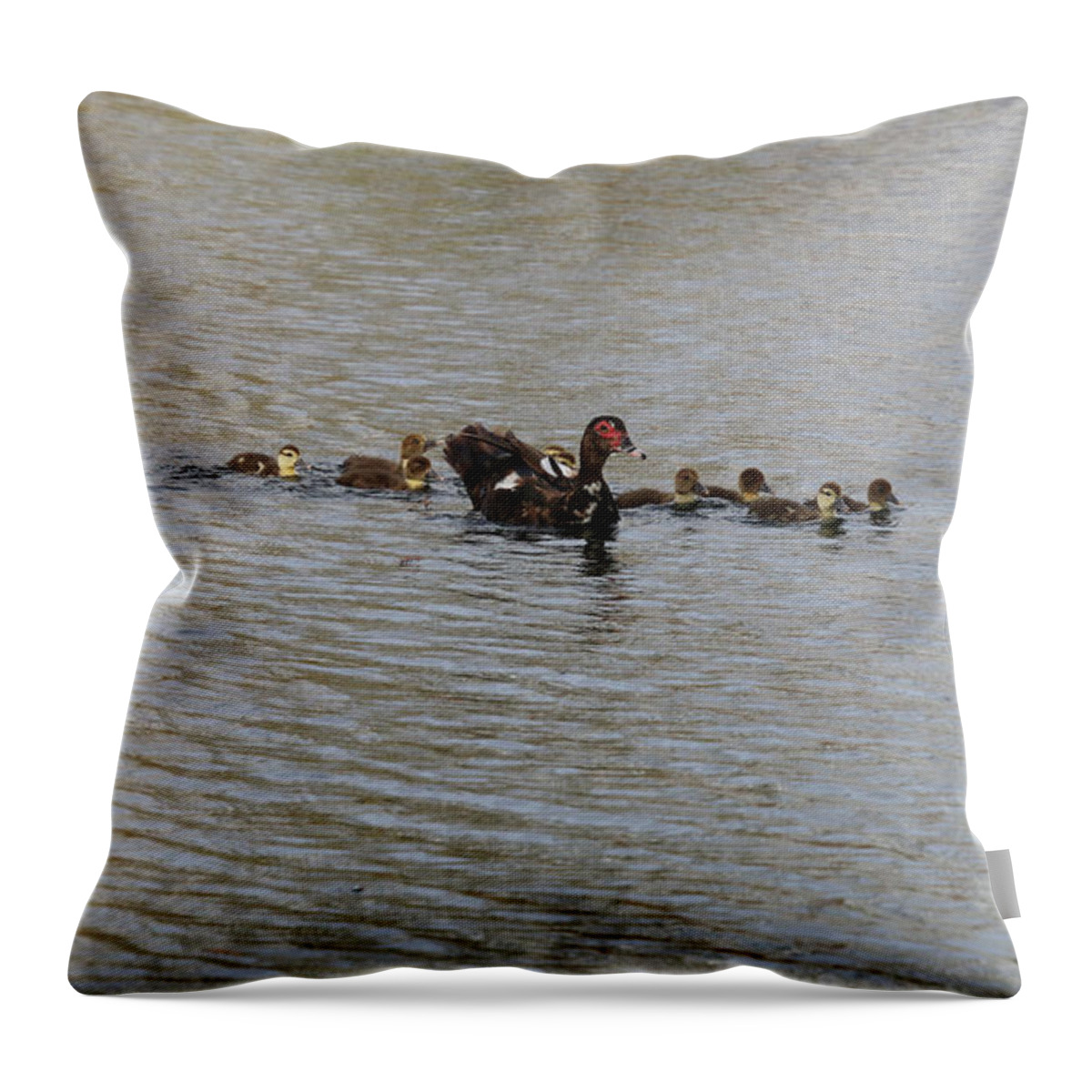 Anhinga Throw Pillow featuring the photograph Muscovey Duck With Young Ducklings by Philip And Robbie Bracco