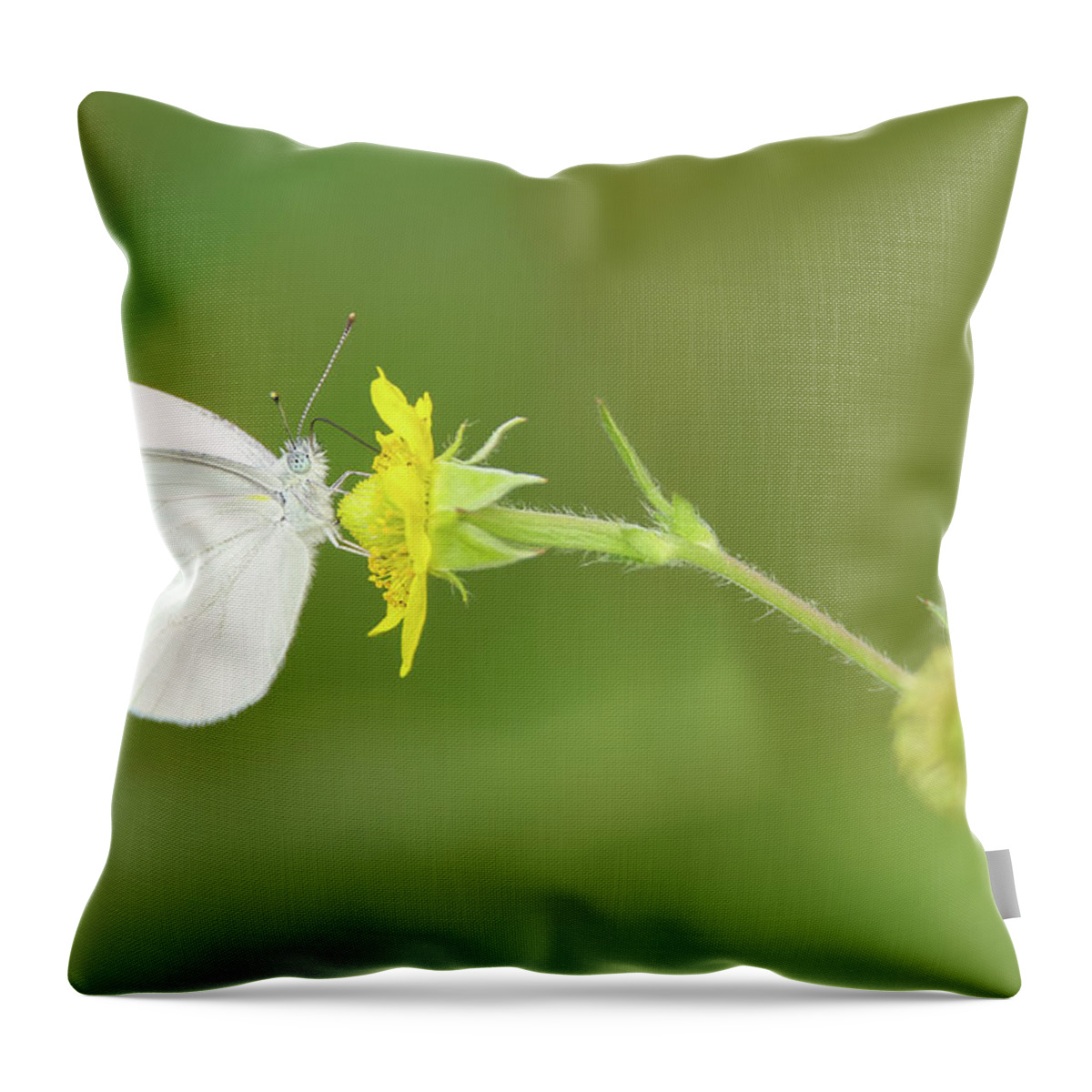 Mustard White Butterfly Throw Pillow featuring the photograph Mustard White Butterfly by Brook Burling
