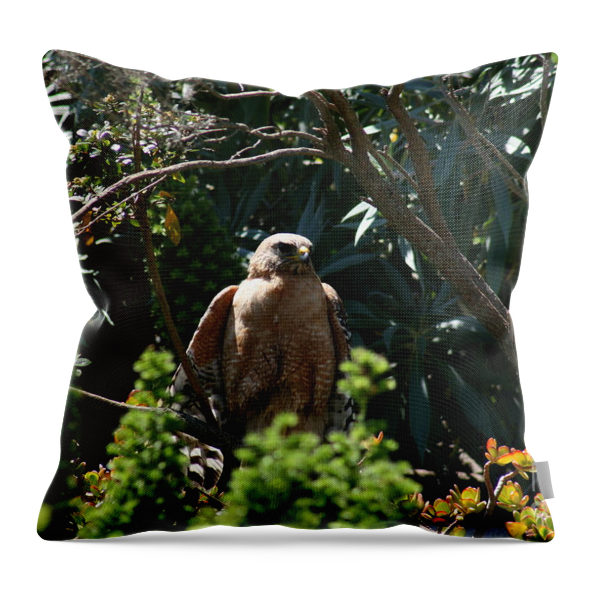 Red Tail Hawk Throw Pillow featuring the photograph My Wild Garden by Cynthia Marcopulos