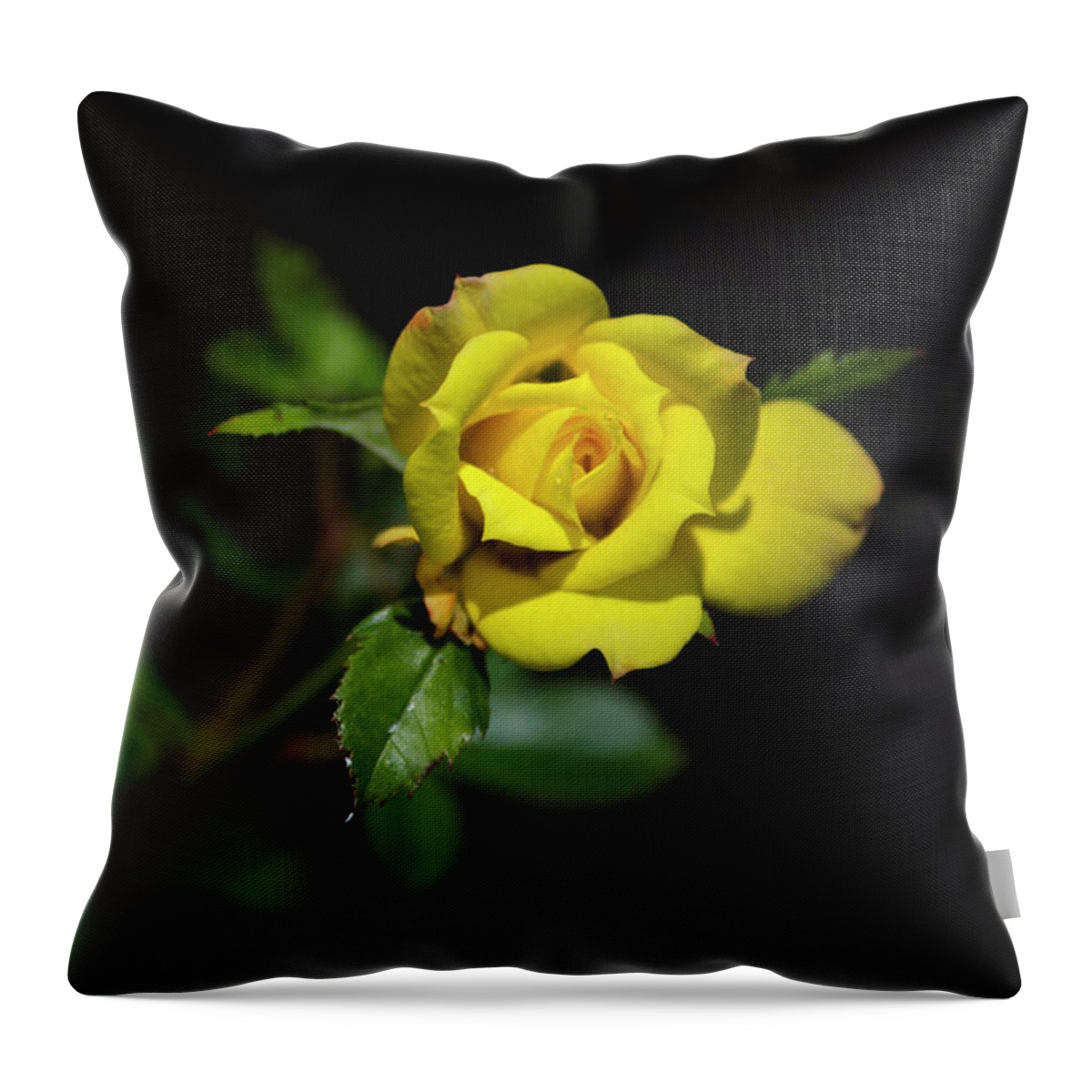 Rose Throw Pillow featuring the photograph Mystic Yellow Rose by Christina Rollo