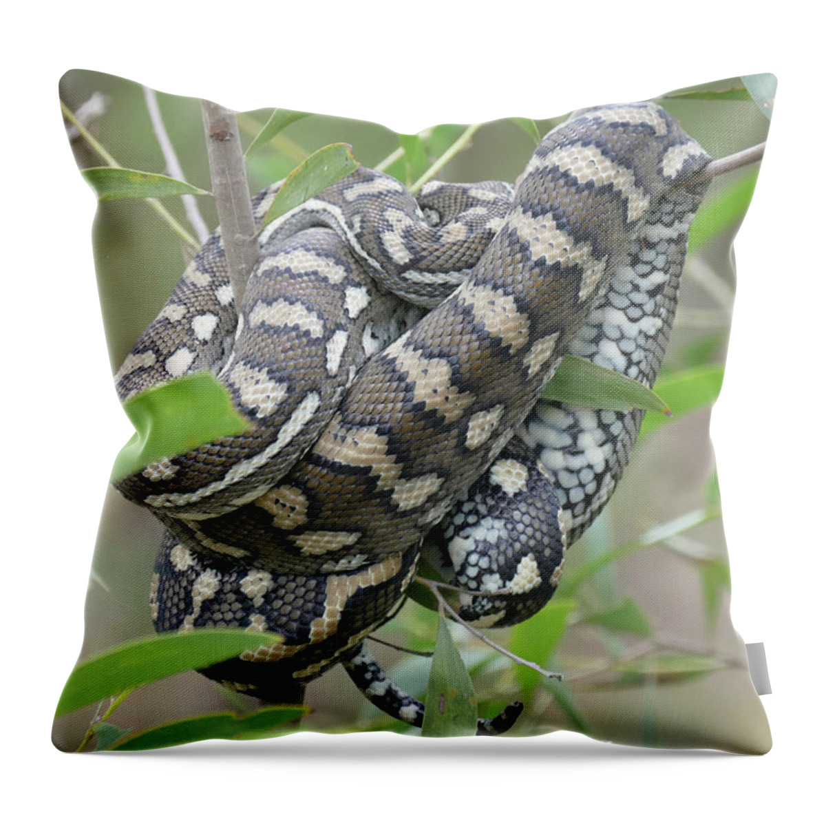 Carpet Python Throw Pillow featuring the photograph Nap Or Ambush by Maryse Jansen