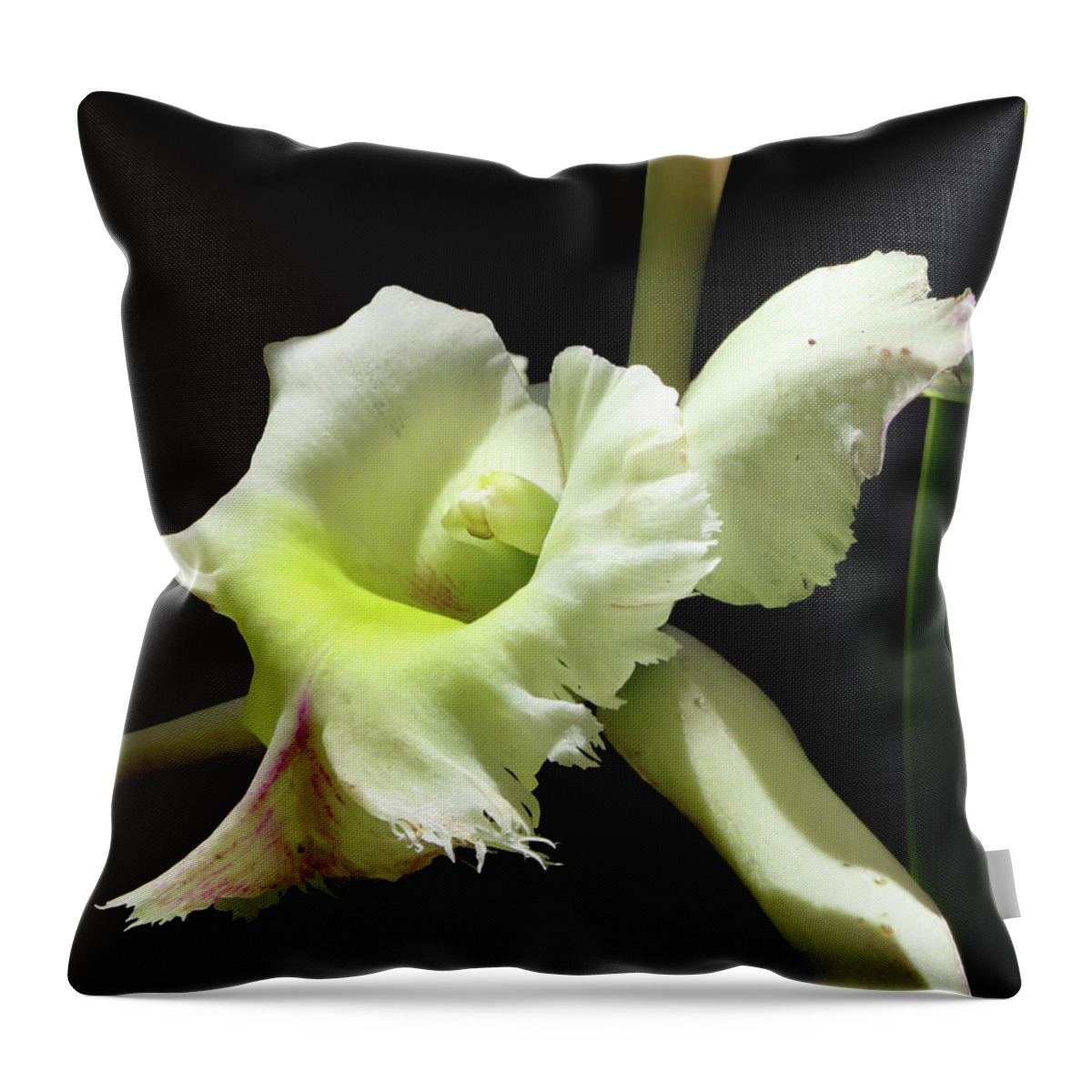 Orchid Throw Pillow featuring the photograph Natural Elegance by Vicky Edgerly