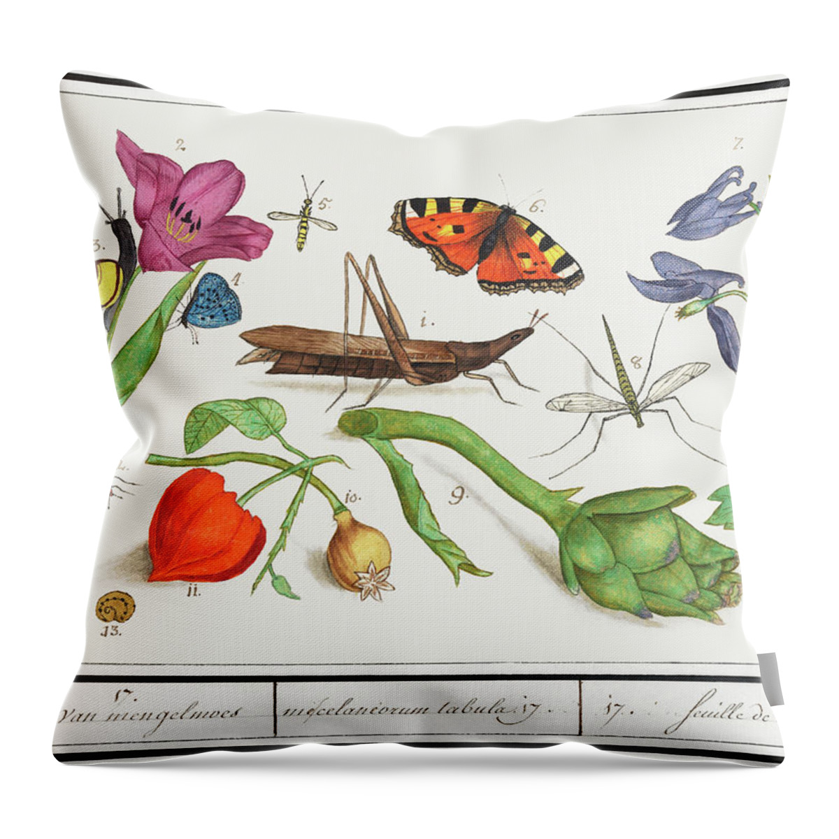 De Boodt Throw Pillow featuring the mixed media Natural History Ensemble, no. 17 by World Art Collective