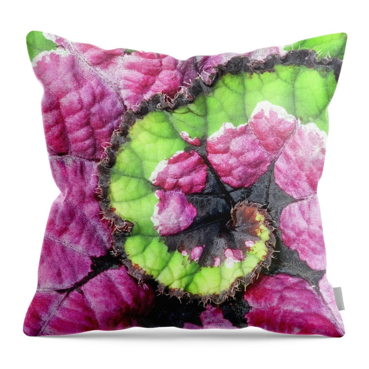 Begonia Throw Pillow featuring the photograph Nautilus Leaf Begonia by Gary Slawsky