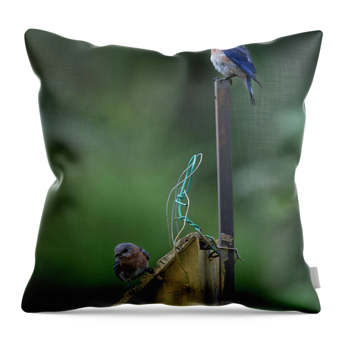 Blue Bird Throw Pillow featuring the photograph Nesting Look Out by Dale Powell